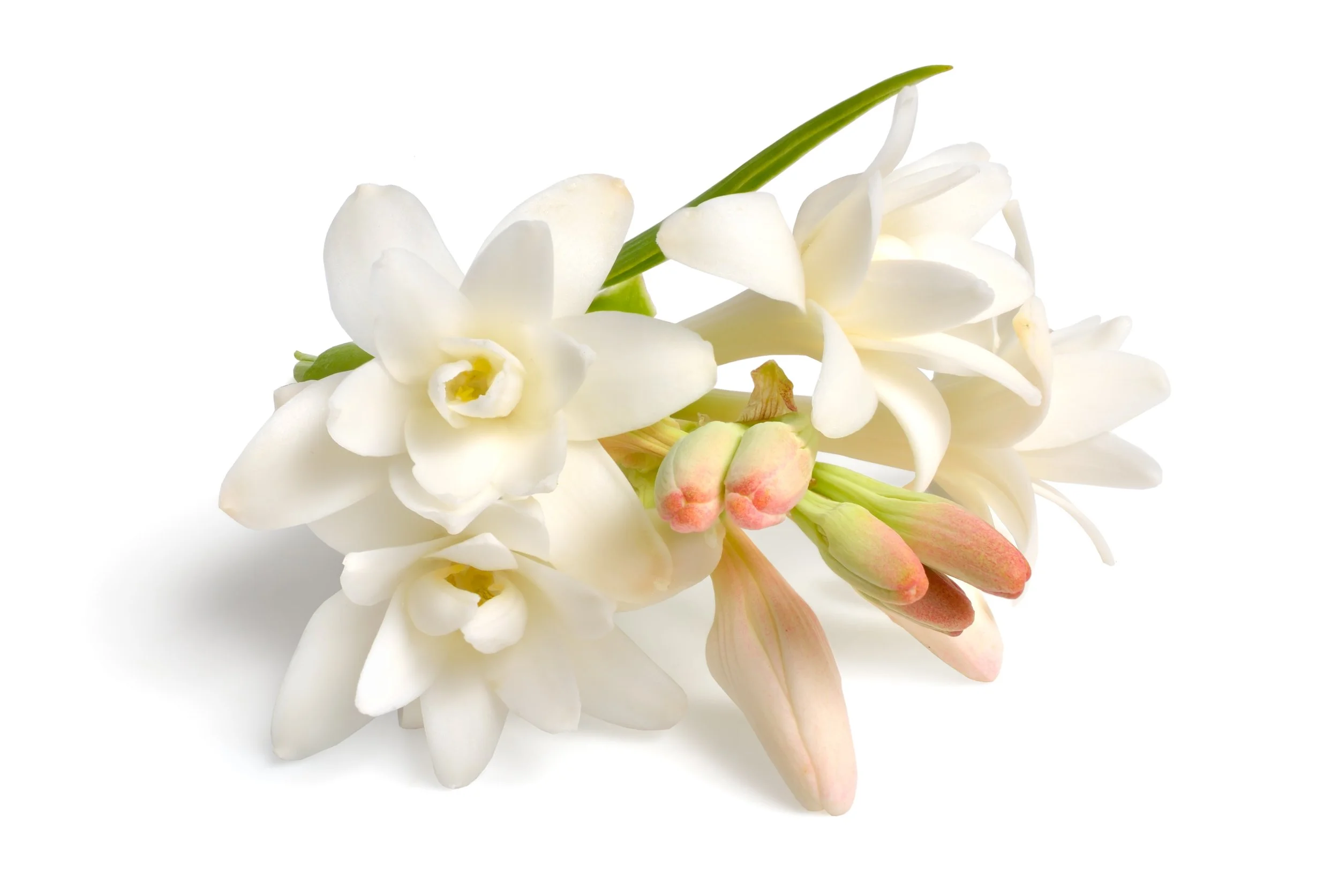 Perfumery Class | Tuberose