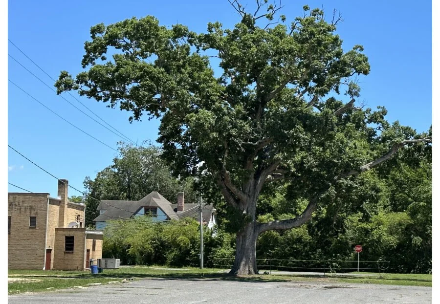 White Oak Dedication