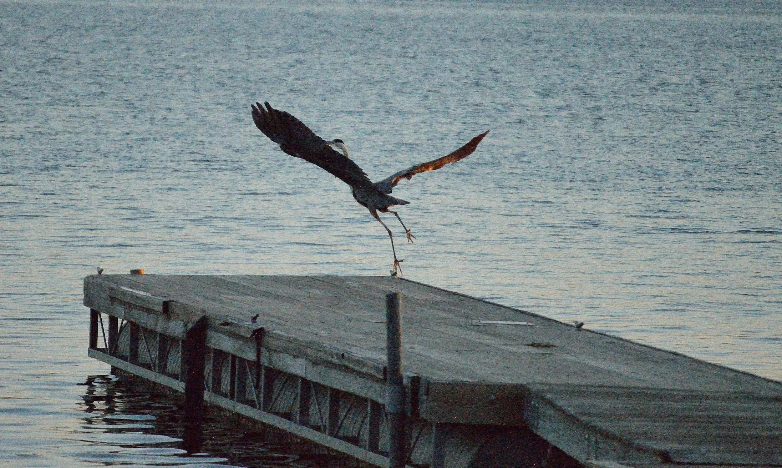 A heron taking off from a wooden dock by the water St Lawrence River Cape Vincent New York State campground