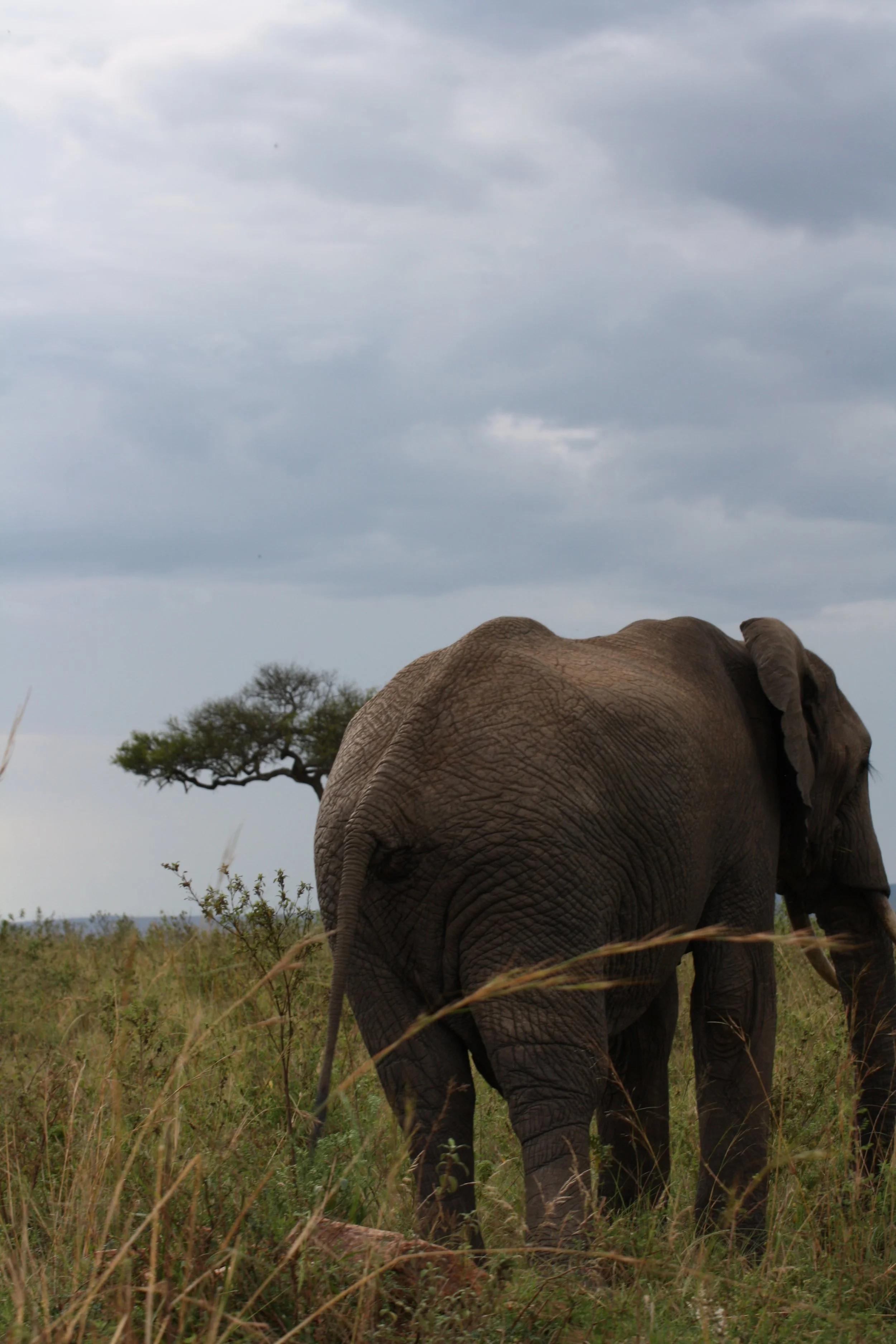 KENIA