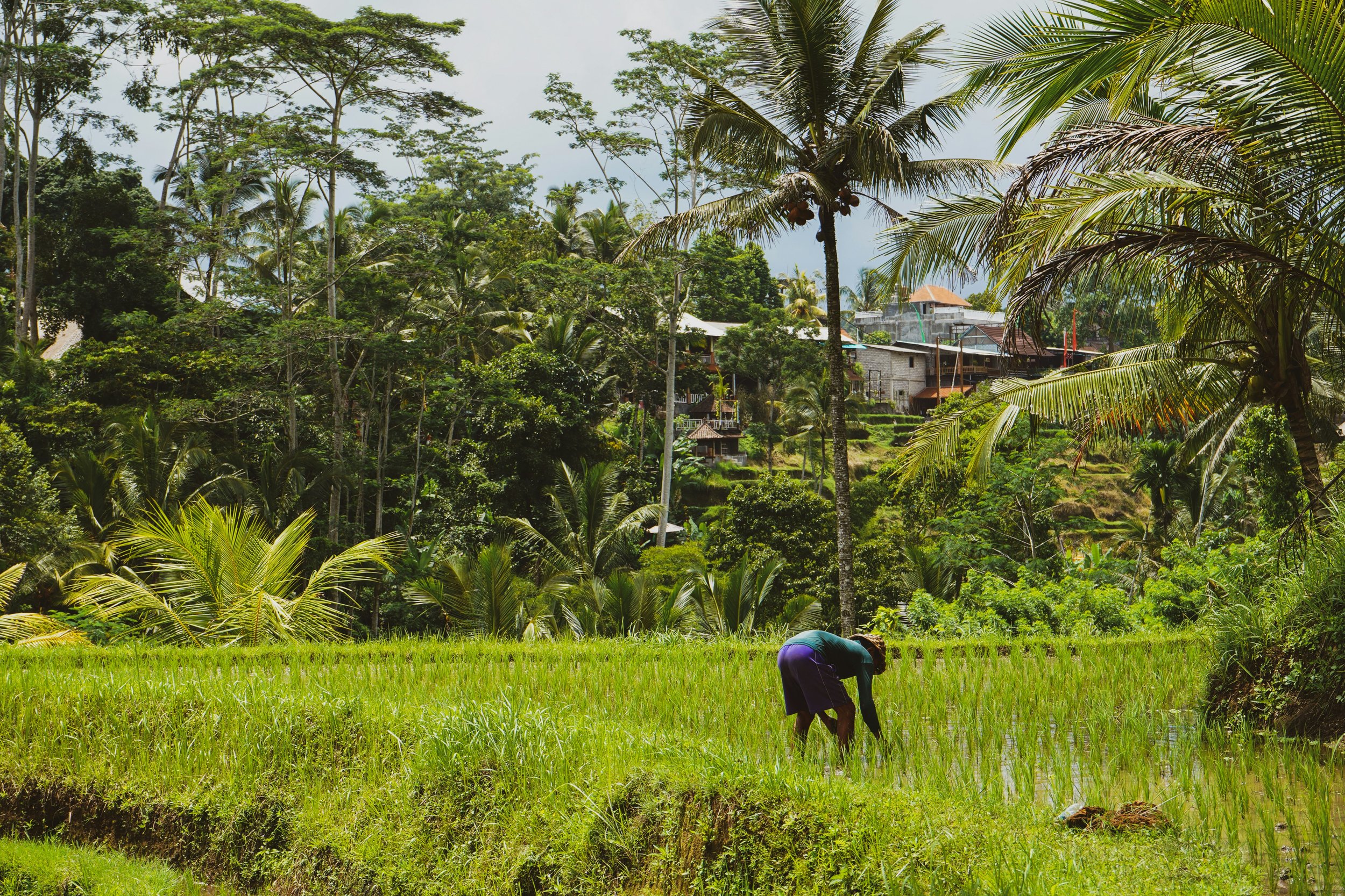 Local farmer working in a lush green rice field in Bali, with palm trees, dense tropical vegetation, and hillside village homes in the background.