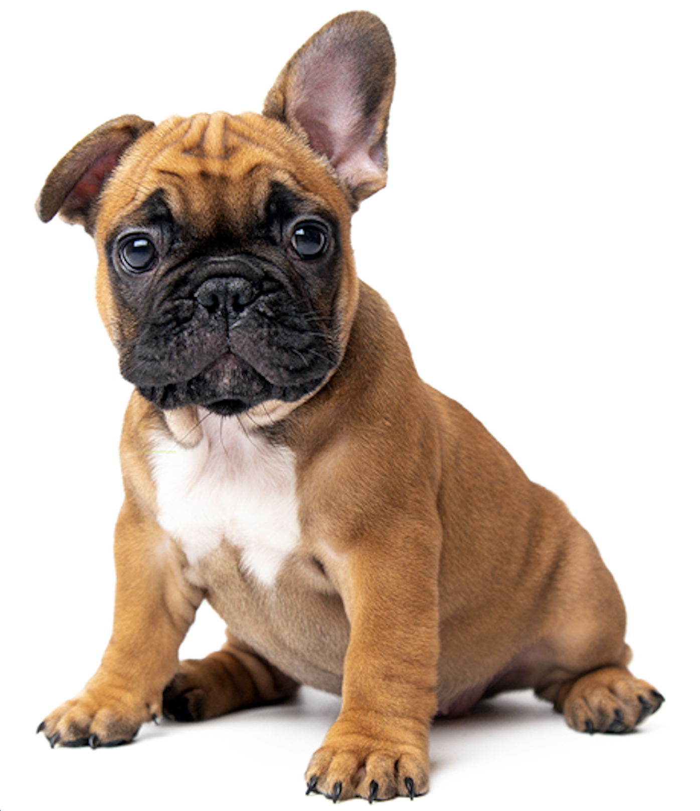 French Bulldog puppy for dog digestive health FAQ section