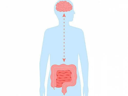 Illustration showing the gut–brain connection, with communication between the digestive system and the brain.