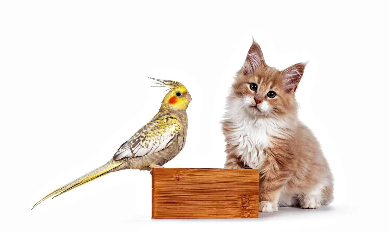Cat and small bird representing digestive health support for pets beyond dogs