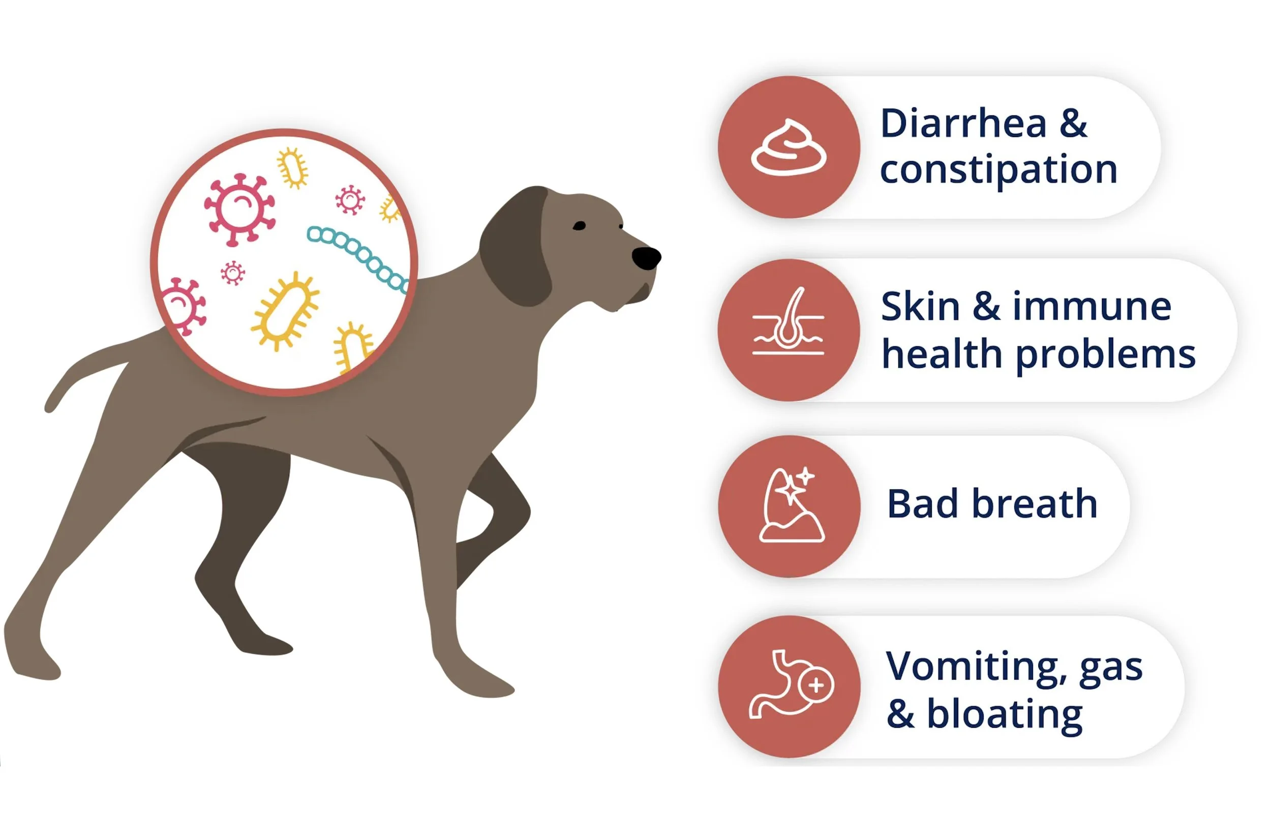 Illustration of canine digestive microbiome showing gut bacteria and symptoms of chronic digestive issues in dogs