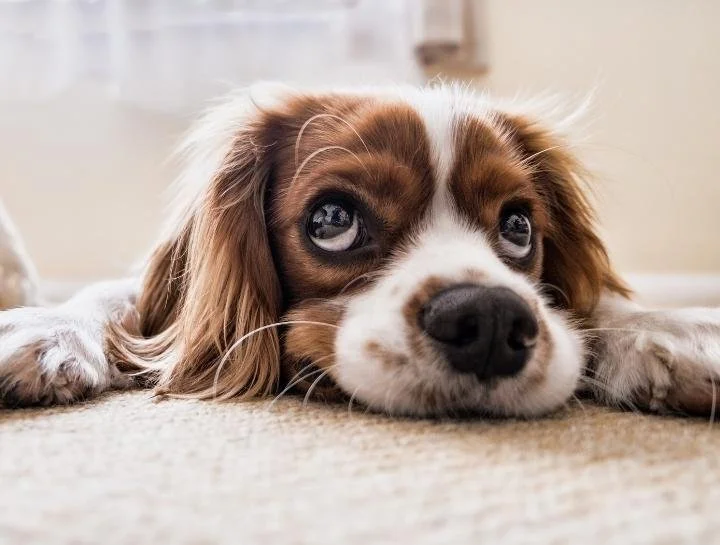 Cavalier King Charles Spaniel resting indoors, illustrating a dog experiencing chronic digestive distress such as diarrhea or vomiting
