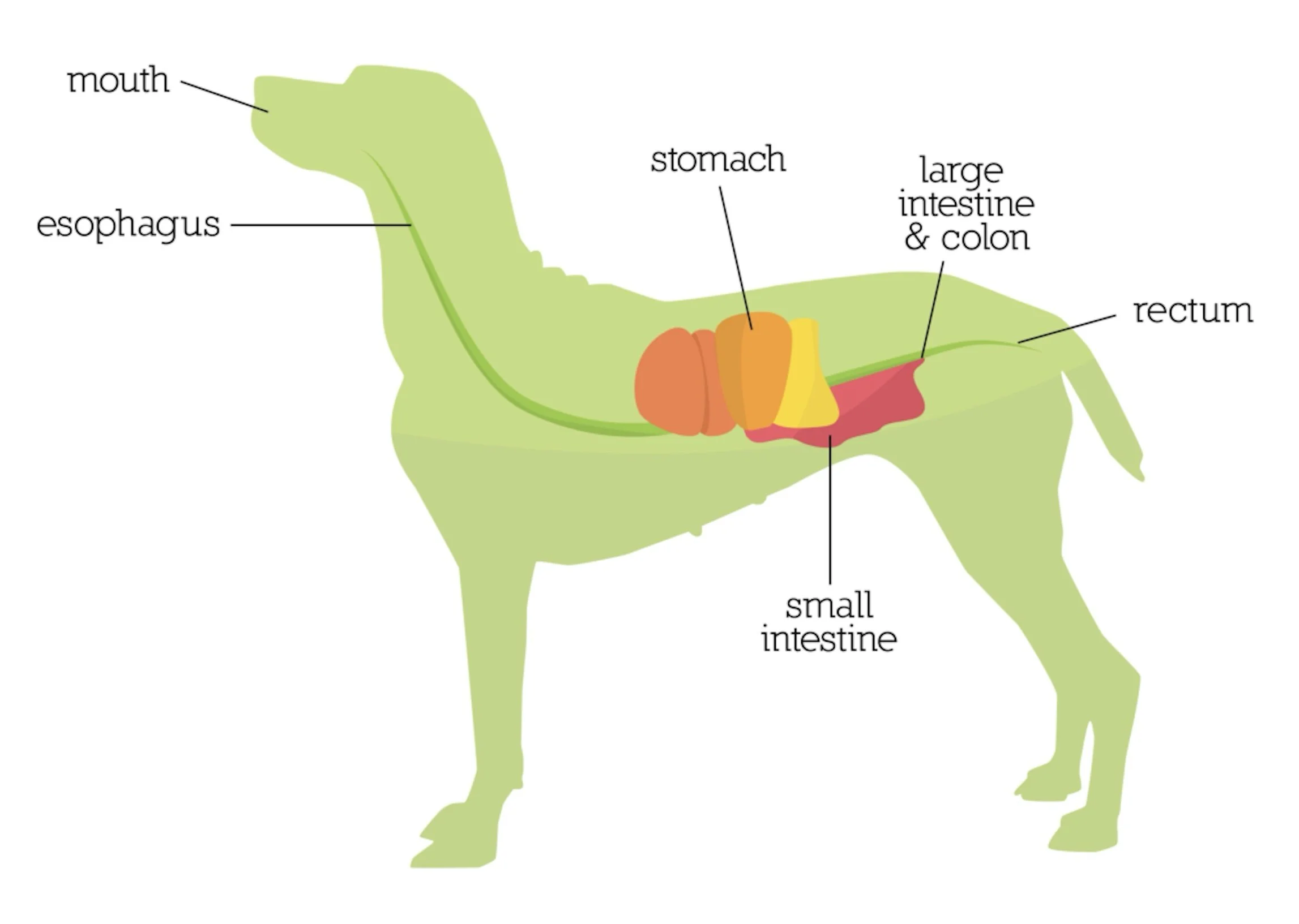 Illustration of a dog digestive system showing stomach, small intestine, large intestine, and colon to explain canine gut health and microbiome function