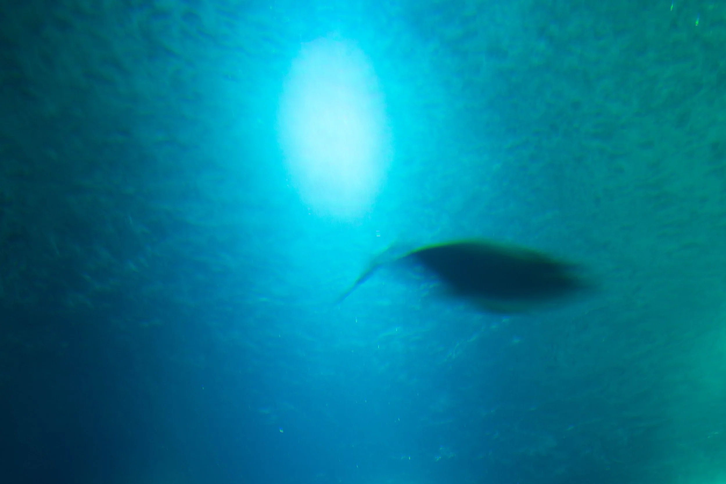 _DSC7006.jpg