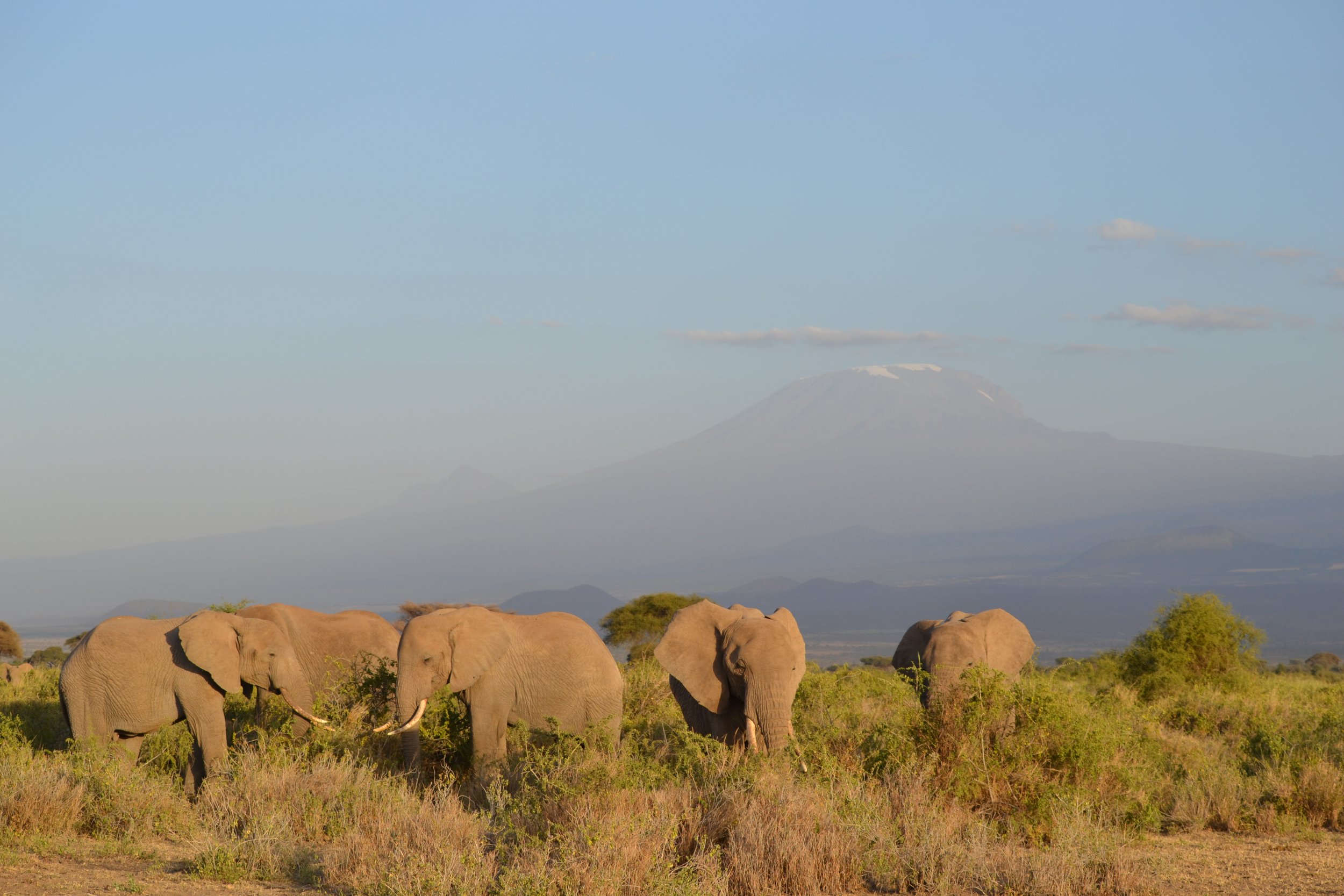 Group of elephants standing in a grassy plains with Mount Kilimanjaro in the background and a blue sky.