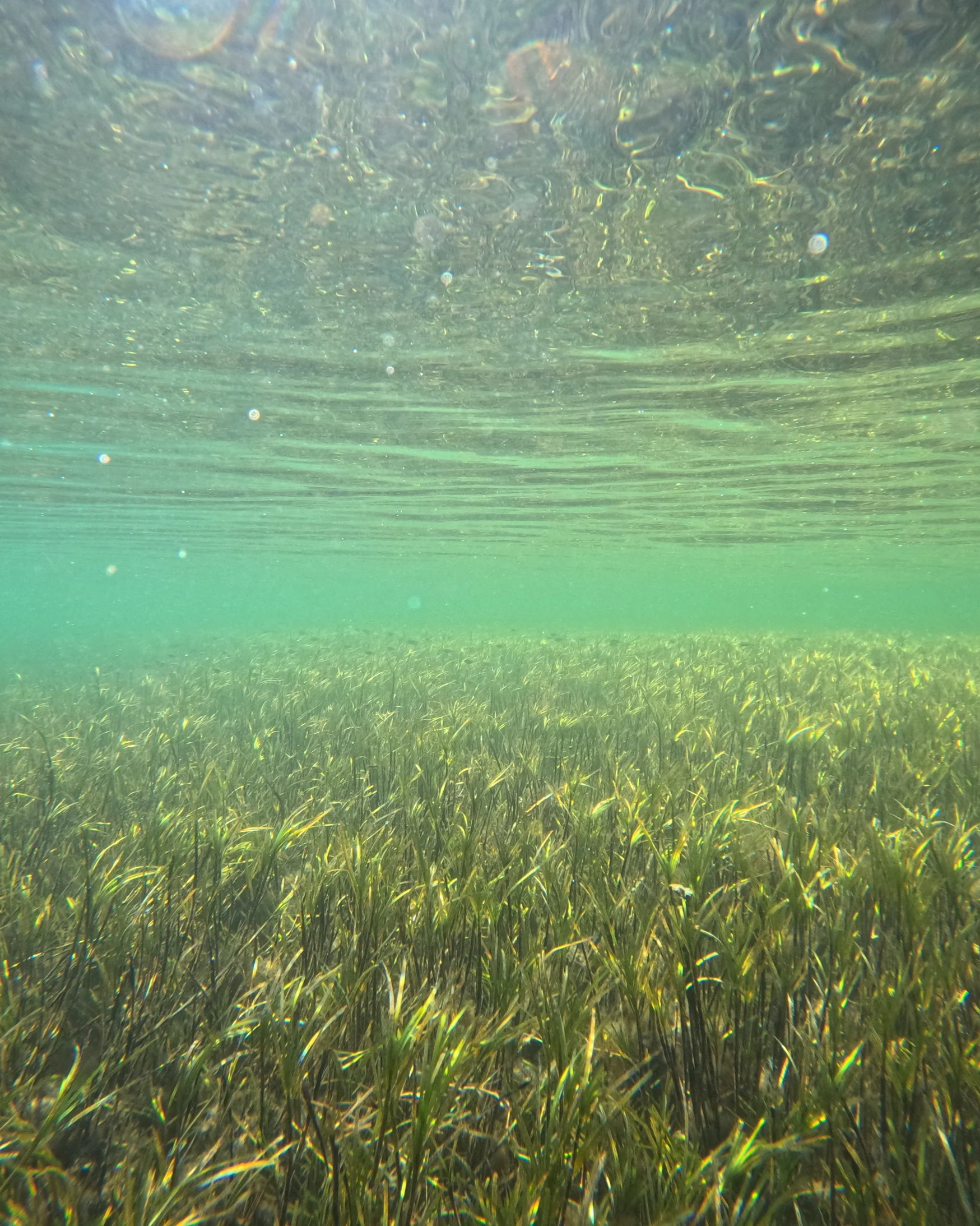 Seagrass