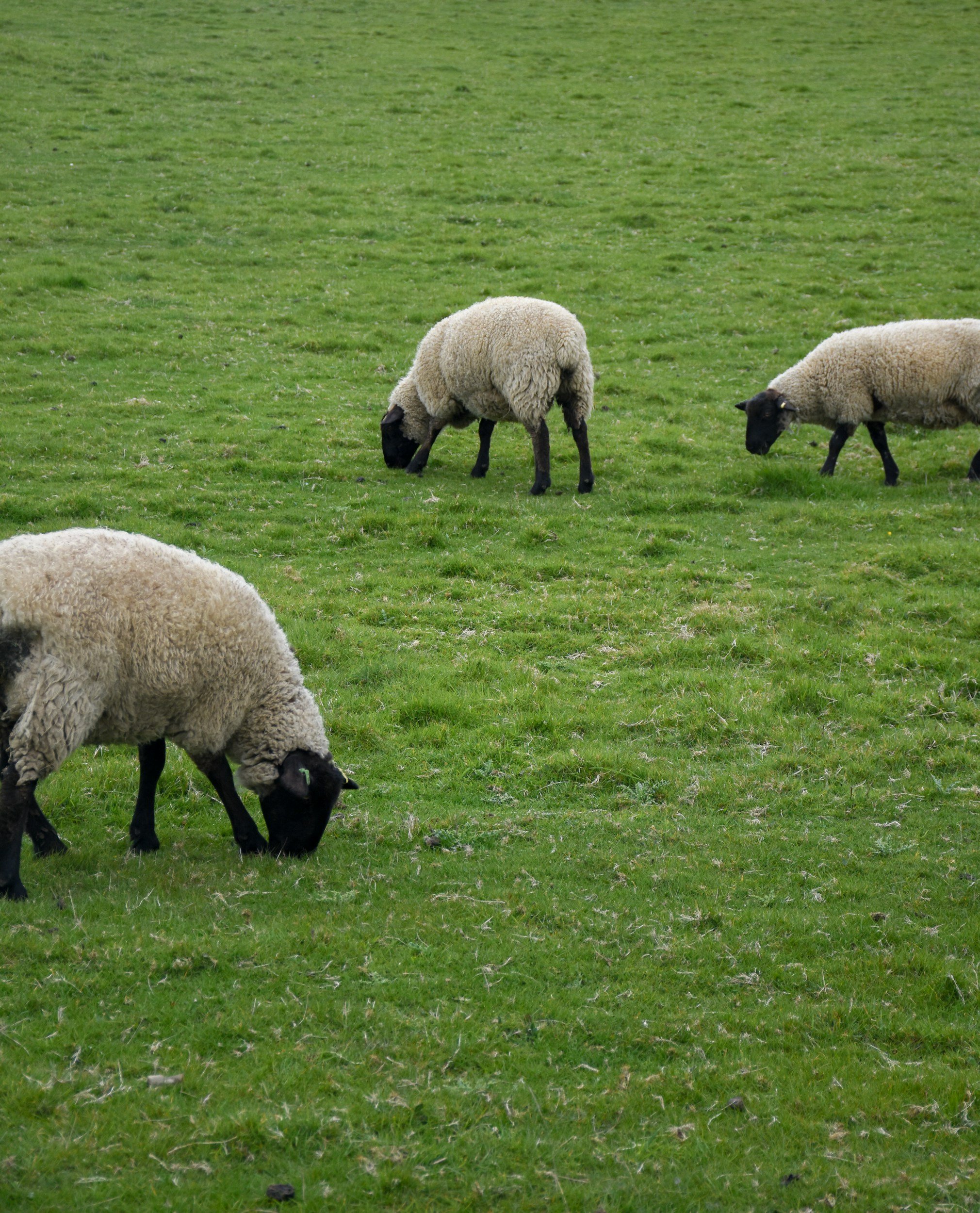 A flock of sheep grazing on a green grassy field.