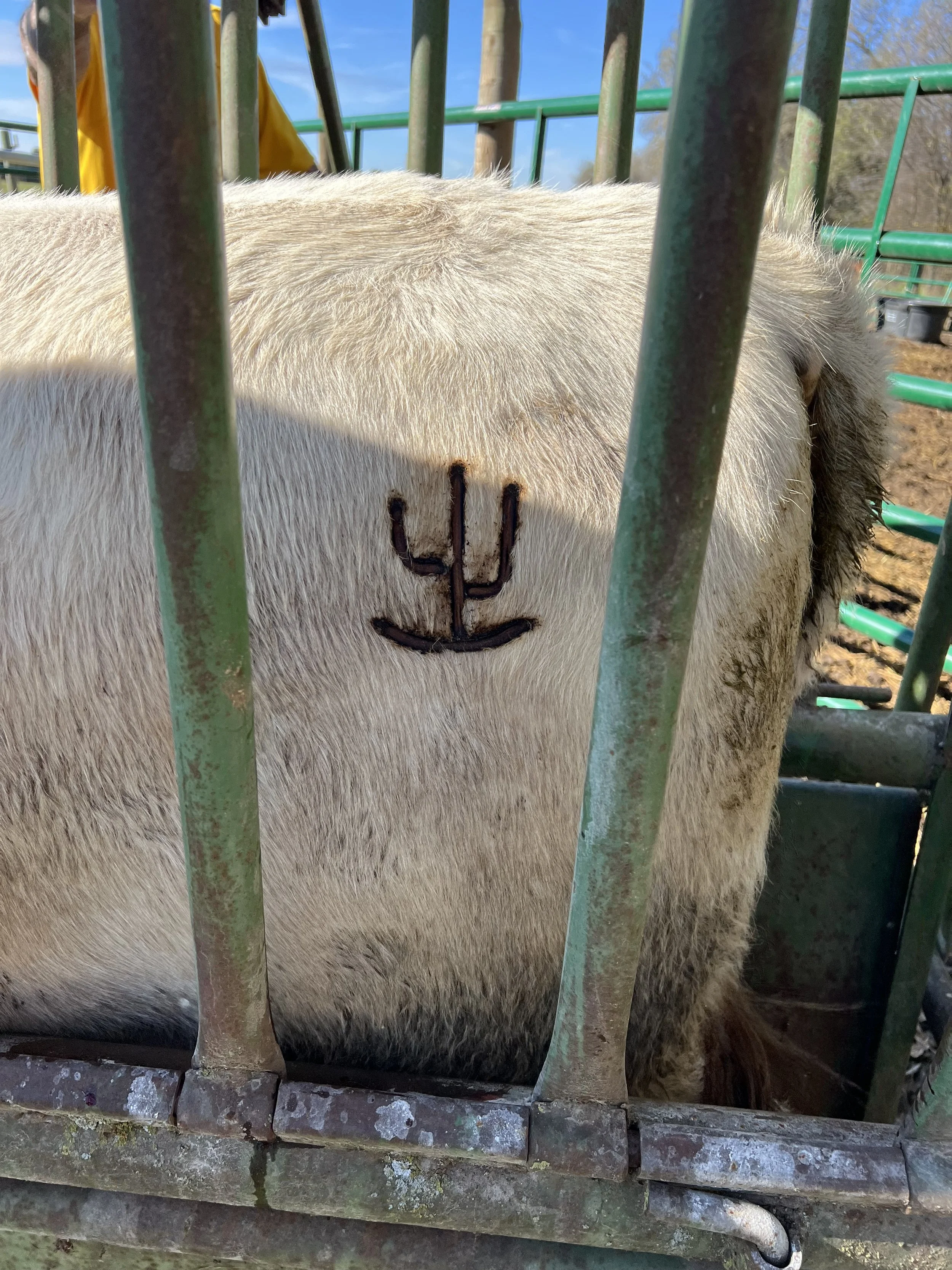 The first Atkinson Ranch LLC branded cow.