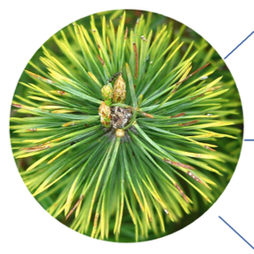 New Hampshire Funeral Resources and Education Logo