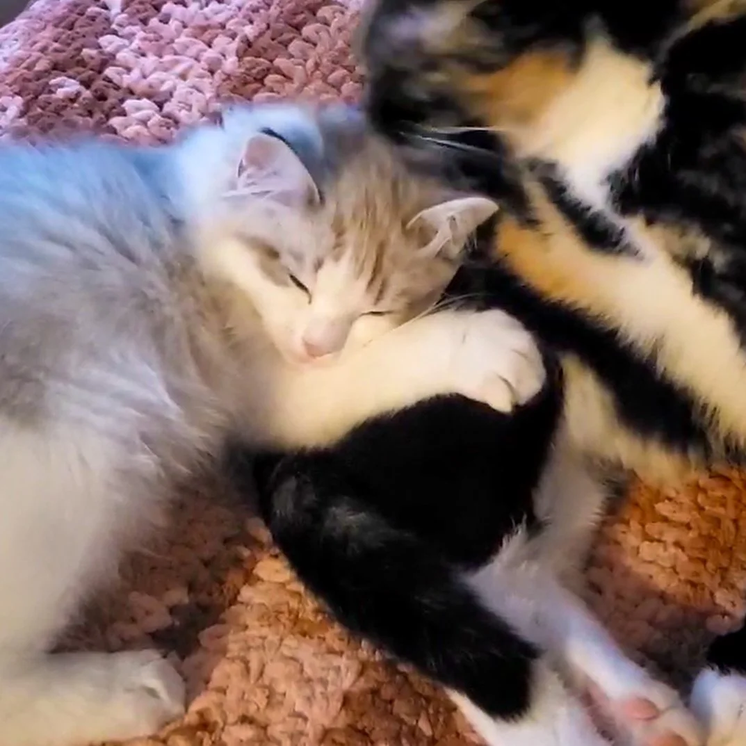 Two cats cuddling and sleeping together on a pink textured blanket.