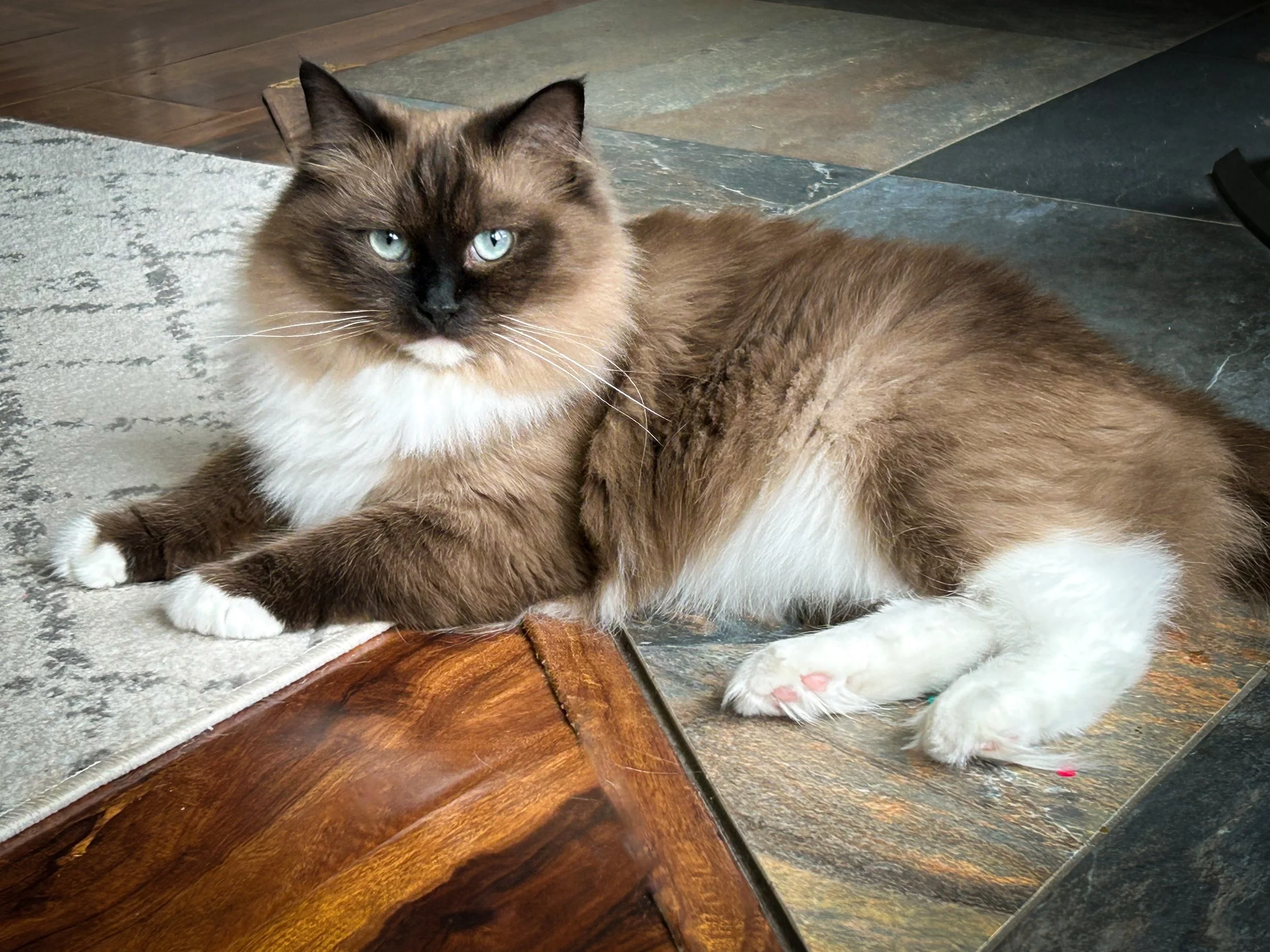 A fluffy brown and white cat with aqua eyes lying on a tiled floor.