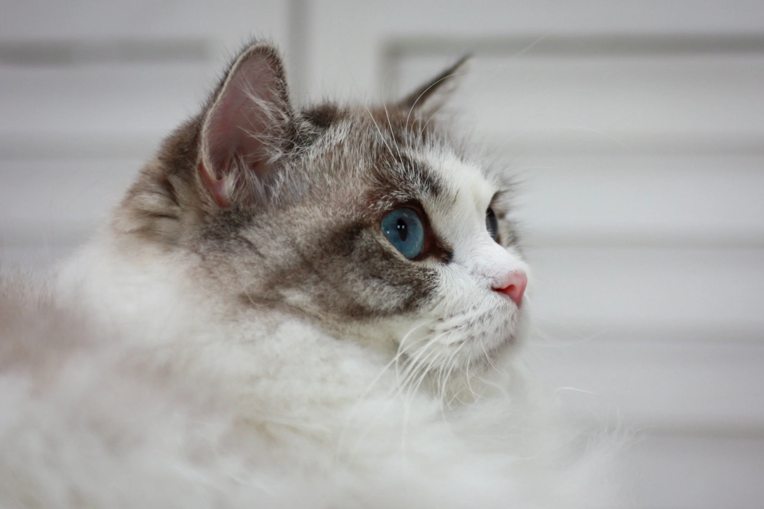 Close-up of a seal lynx point bicolor Ragdoll cat with blue eyes lying on a soft surface.