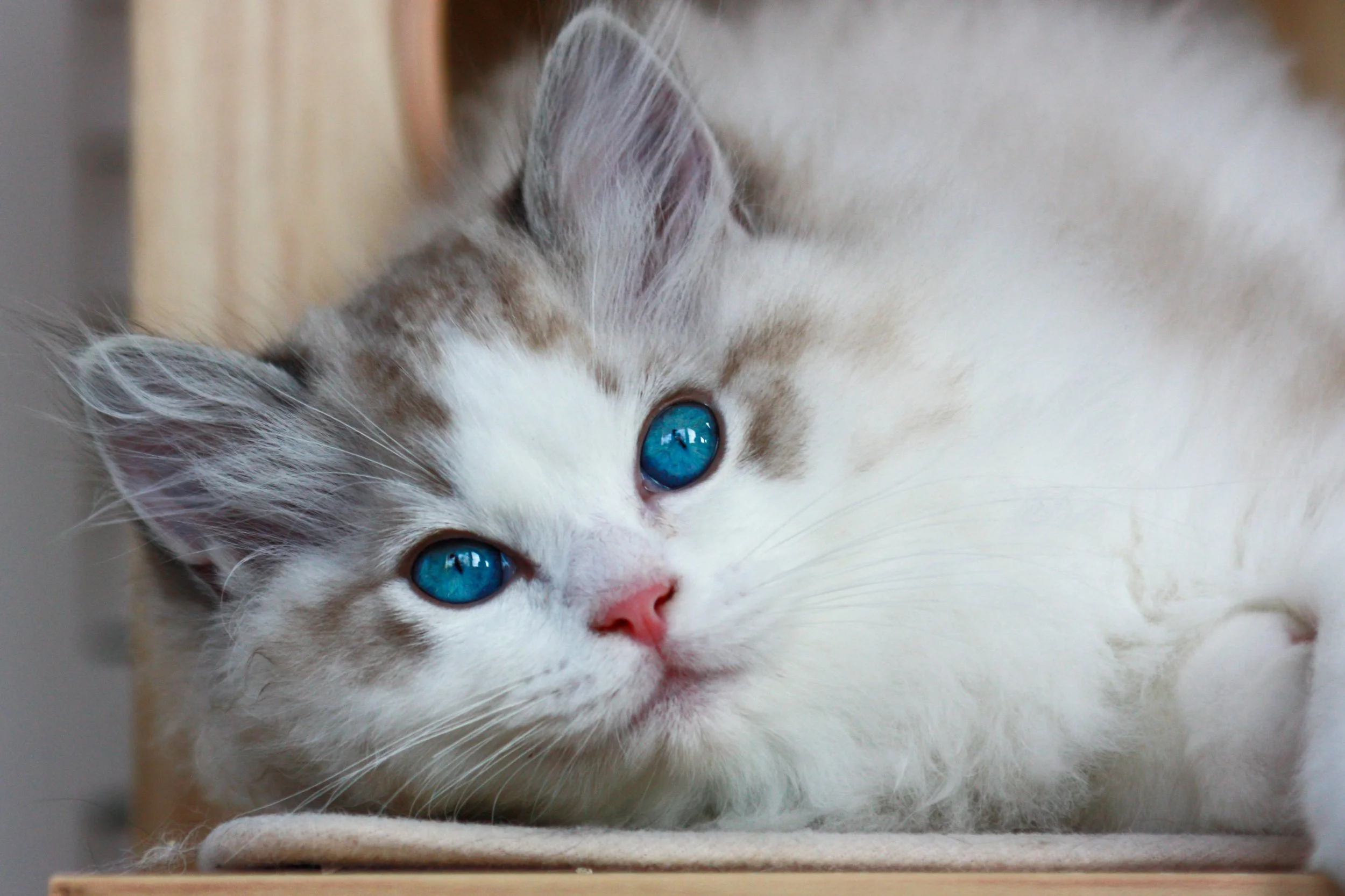 A seal lynx point bicolor Ragdoll kitten with bright blue eyes lying on a wooden surface.
