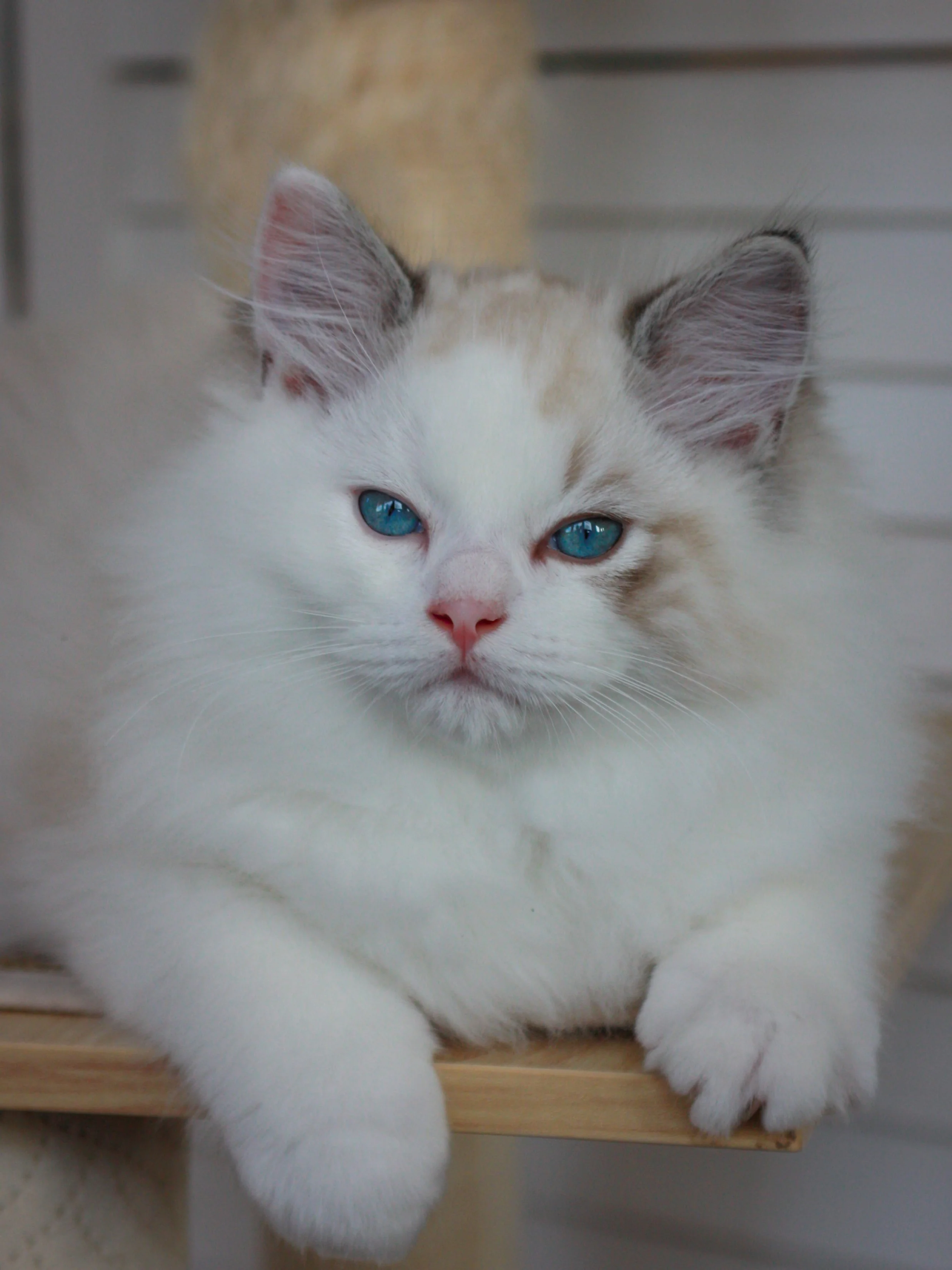 Close-up of a fluffy seal lynx point bicolor Ragdoll kitten with blue eyes resting on a wooden surface.