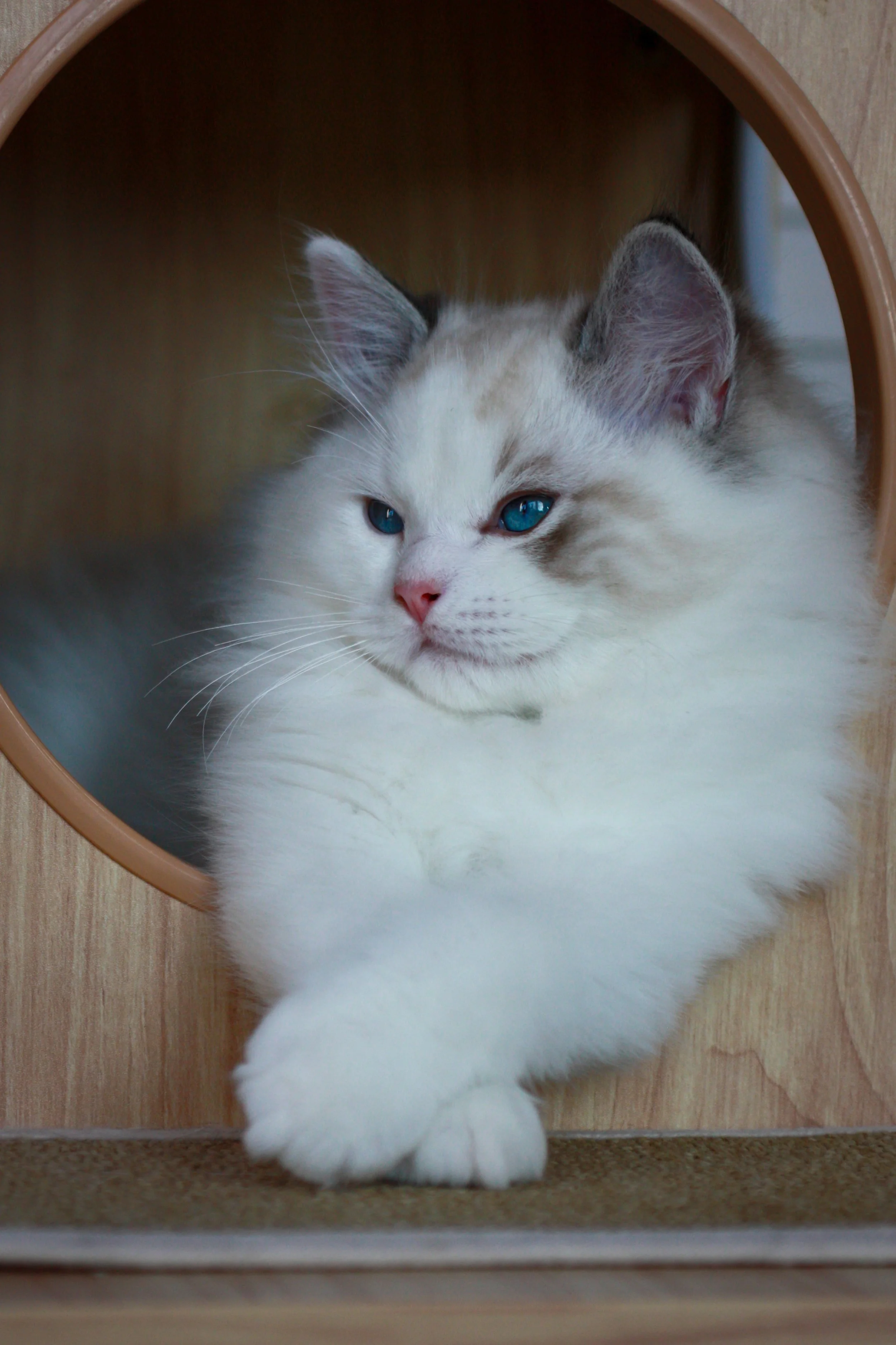 A fluffy seal lynx bicolor Ragdoll kitten with blue eyes, sitting inside a wooden pet house with a circular opening.