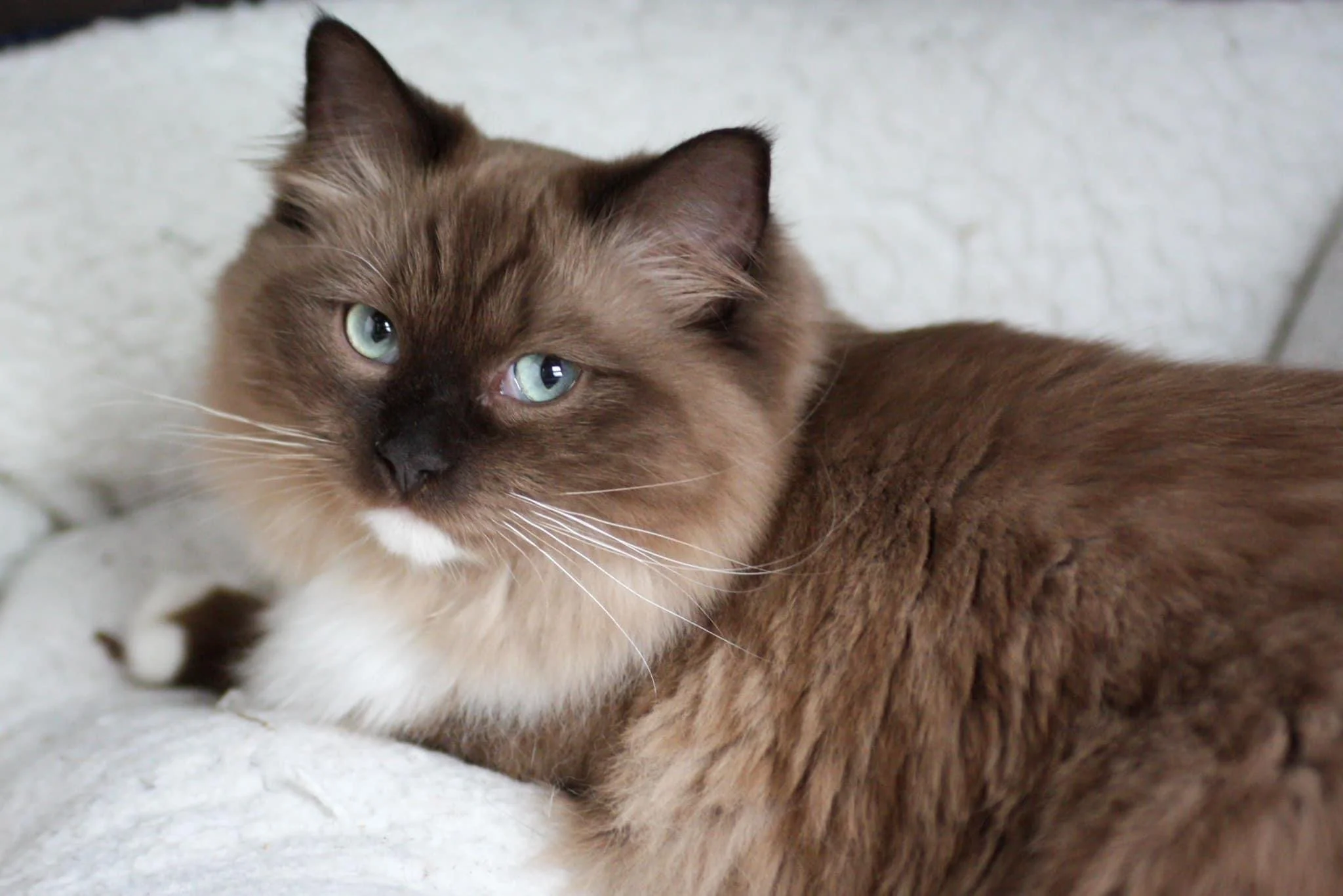 A plush brown and white cat with aqua eyes lying on a light-colored surface.