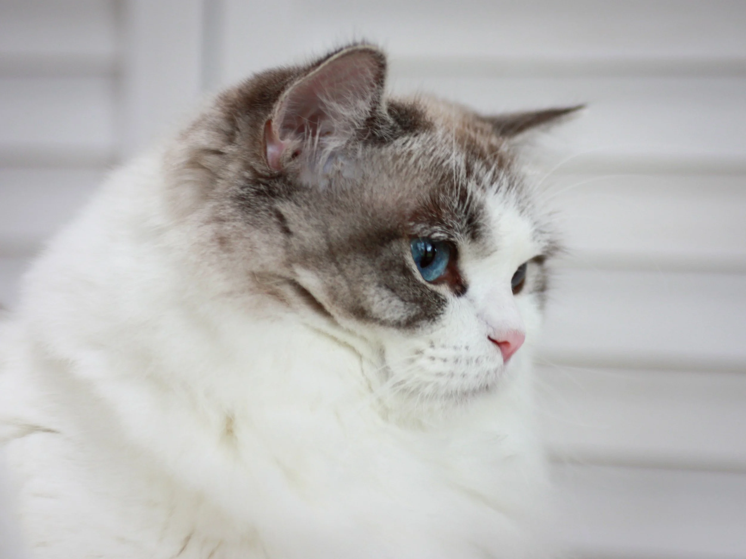 Side profile of a seal lynx point bicolor Ragdoll cat with blue eyes against a blurred white background.