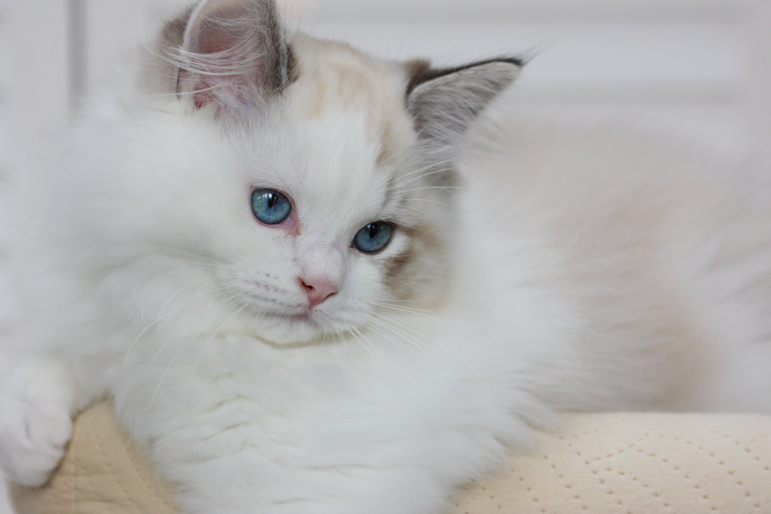 A seal lynx bicolor Ragdoll kitten with blue eyes resting on a light-colored surface.