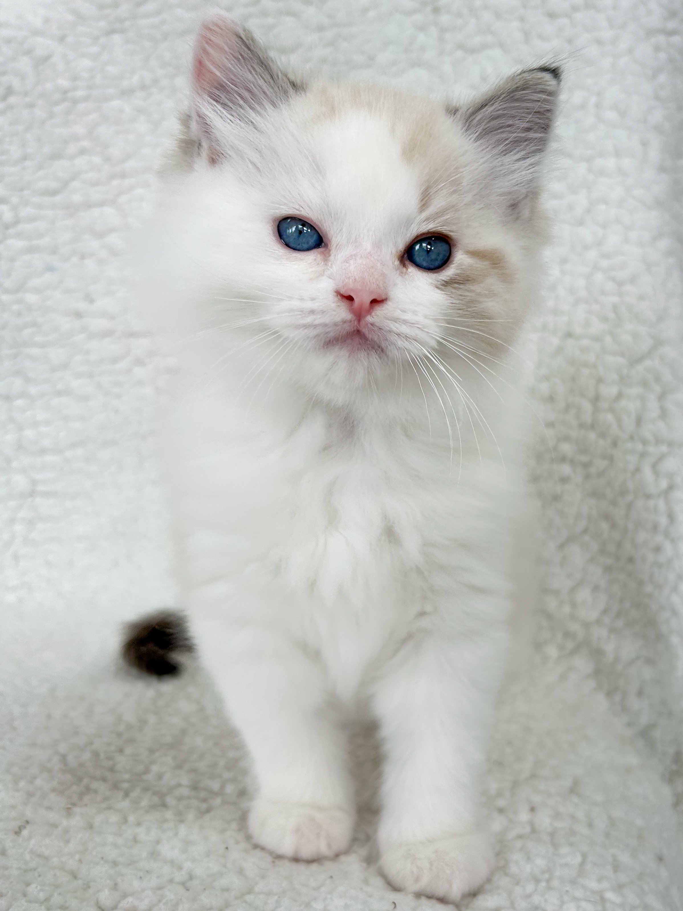 A cute seal lynx point bicolor Ragdoll kitten with blue eyes, sitting on a soft white textured background.