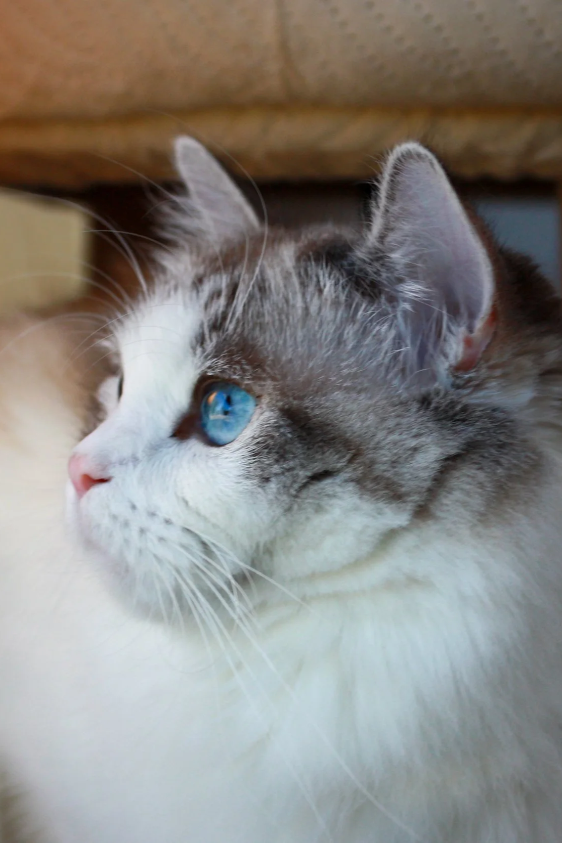 Close-up of a seal lynx point Ragdoll cat with blue eyes, lying down under a piece of furniture.