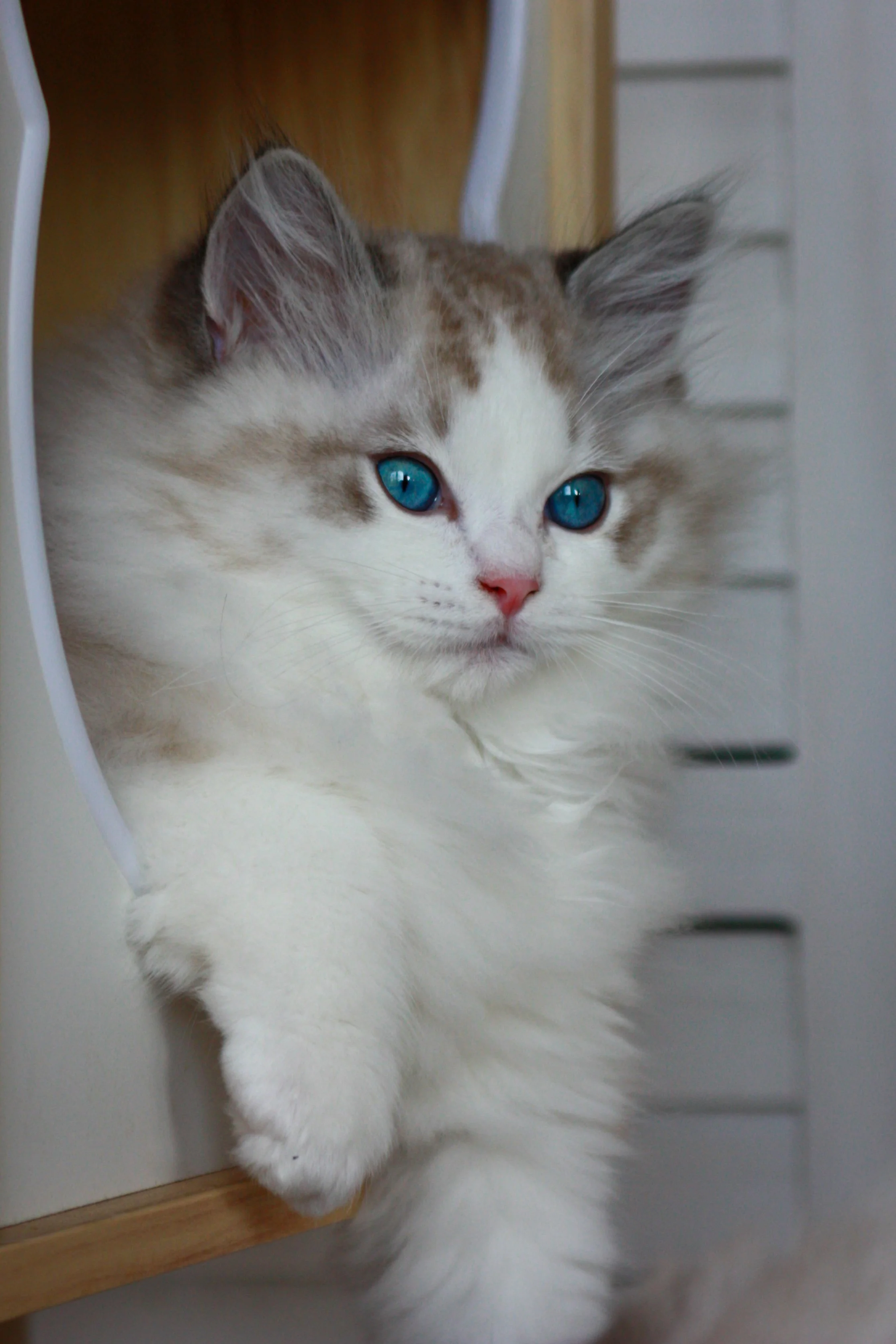 A fluffy seal lynx point bicolor Ragdoll kitten with blue eyes resting on a wooden surface.