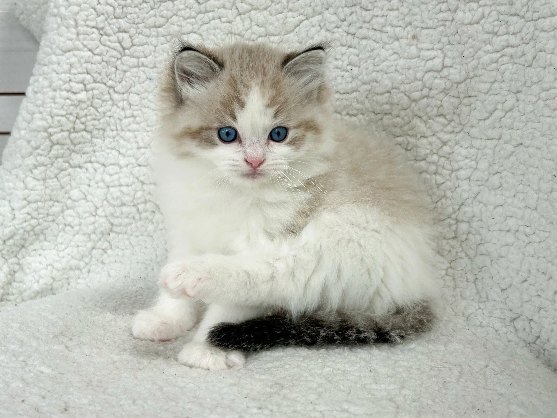 A fluffy white and beige kitten with bright blue eyes sitting on a soft, textured cream-colored blanket.