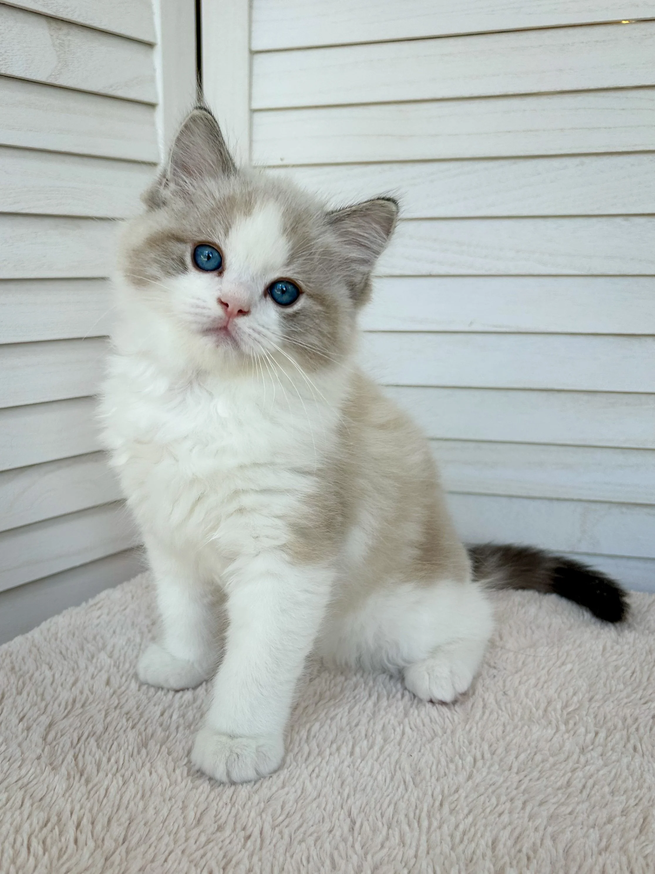 Seal Lynx Point Bicolor Ragdoll Kitten with dark blue eyes
