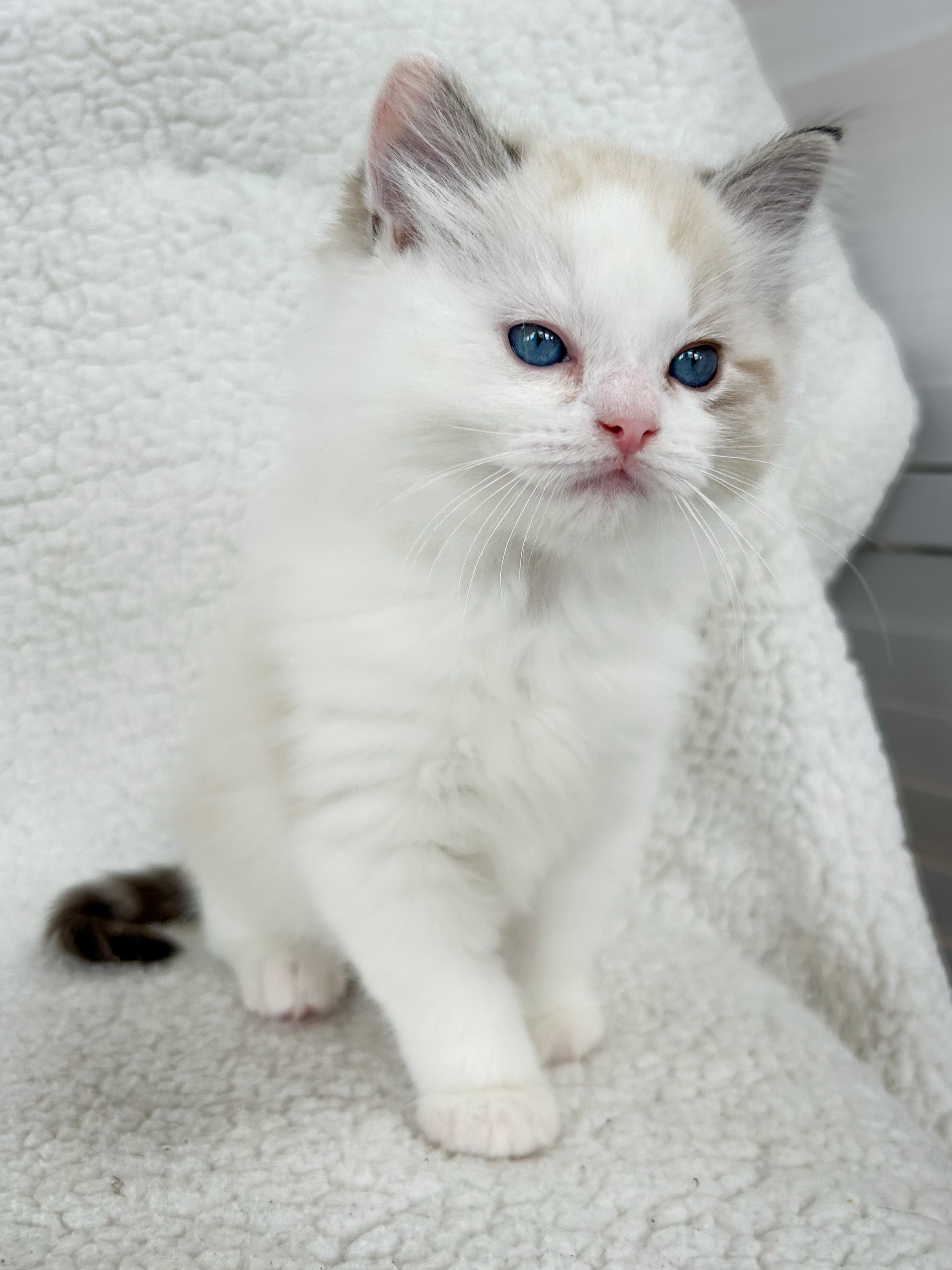 A cute white kitten with blue eyes, pink nose, and light brown markings on its ears and tail sitting on a white textured blanket.