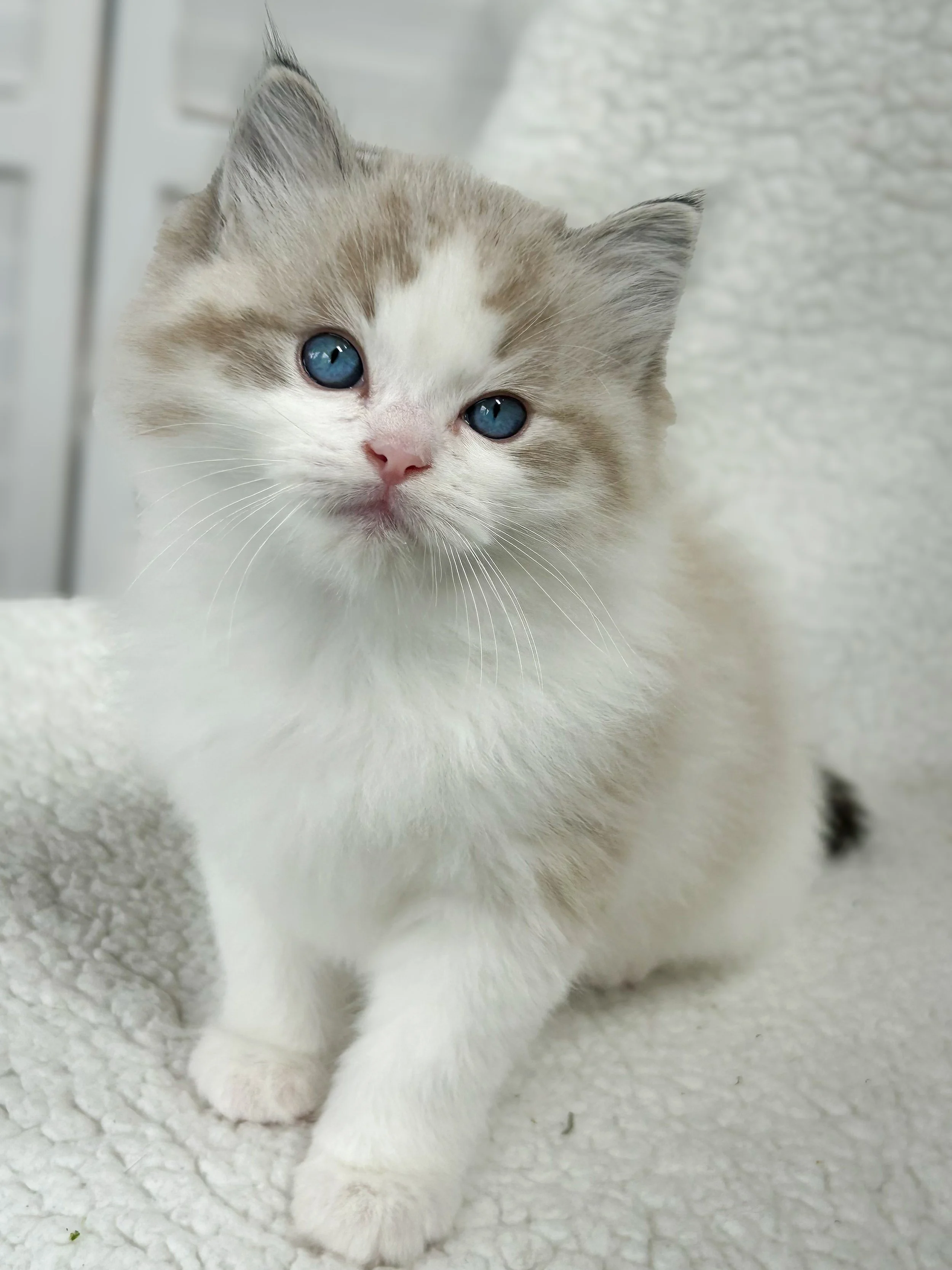 A cute seal lynx point bicolor Ragdoll kitten with blue eyes, sitting on a soft white surface.