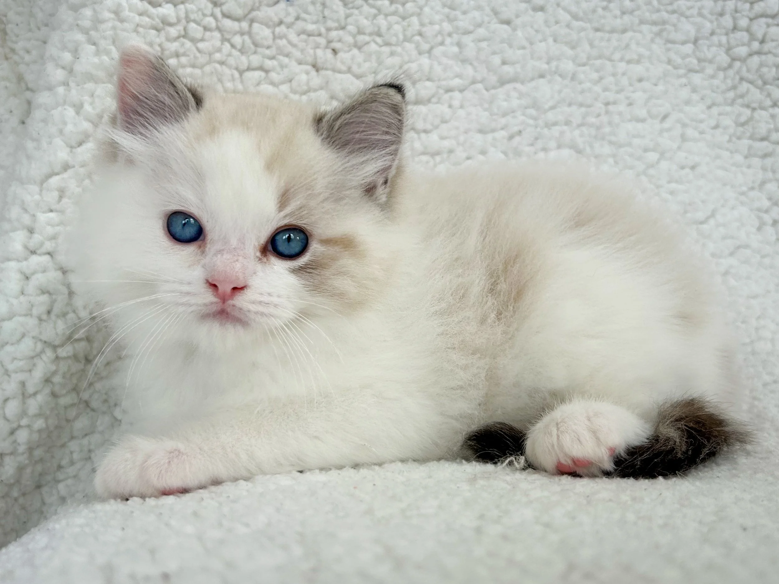 A cute seal lynx point bicolor Ragdoll kitten with blue eyes and black and brown markings on paws and tail, lying on a textured white blanket.