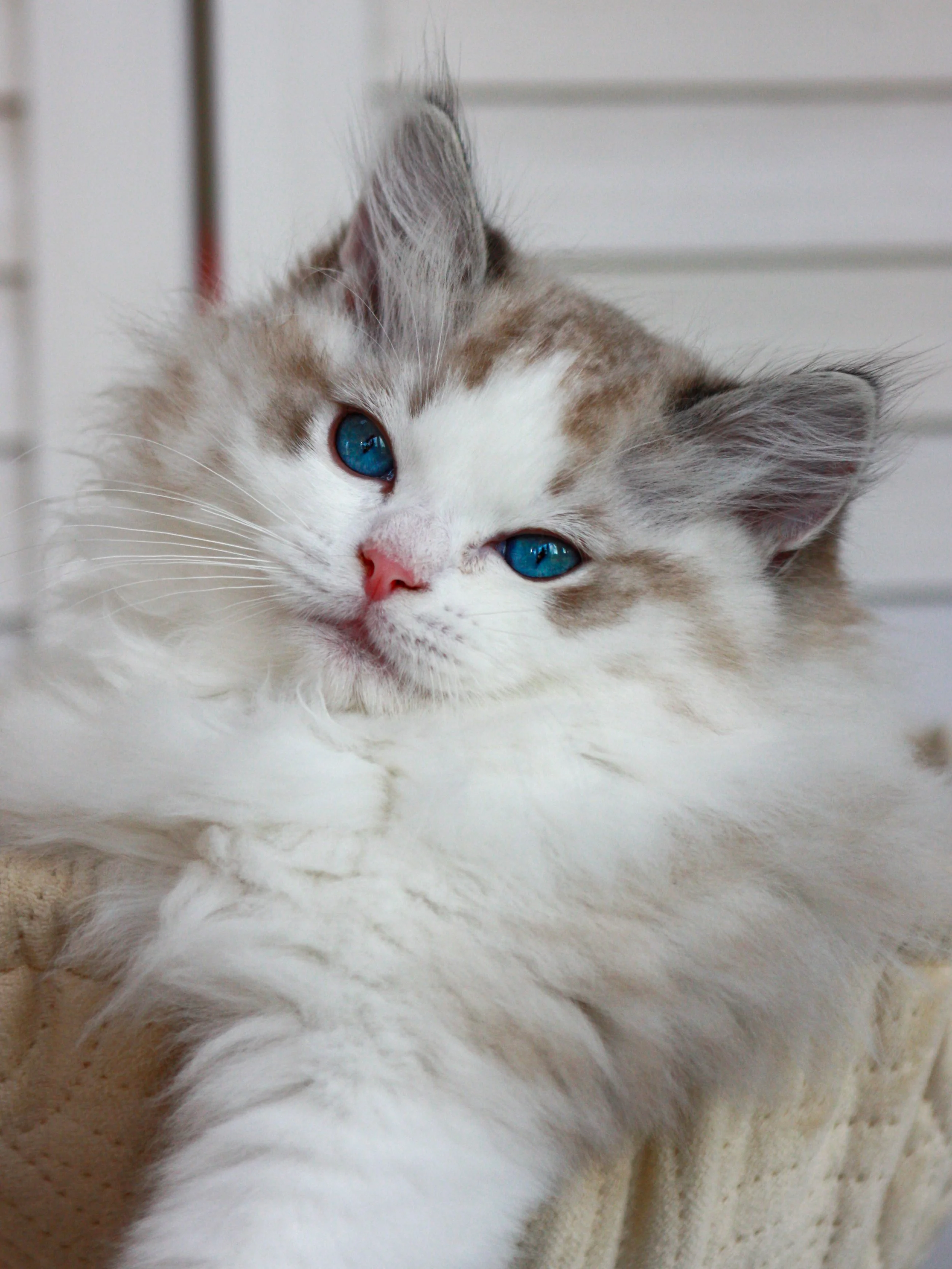 Close-up of a fluffy seal lynx point bicolor Ragdoll kitten with striking blue eyes, lying on a soft surface with a blurred background.