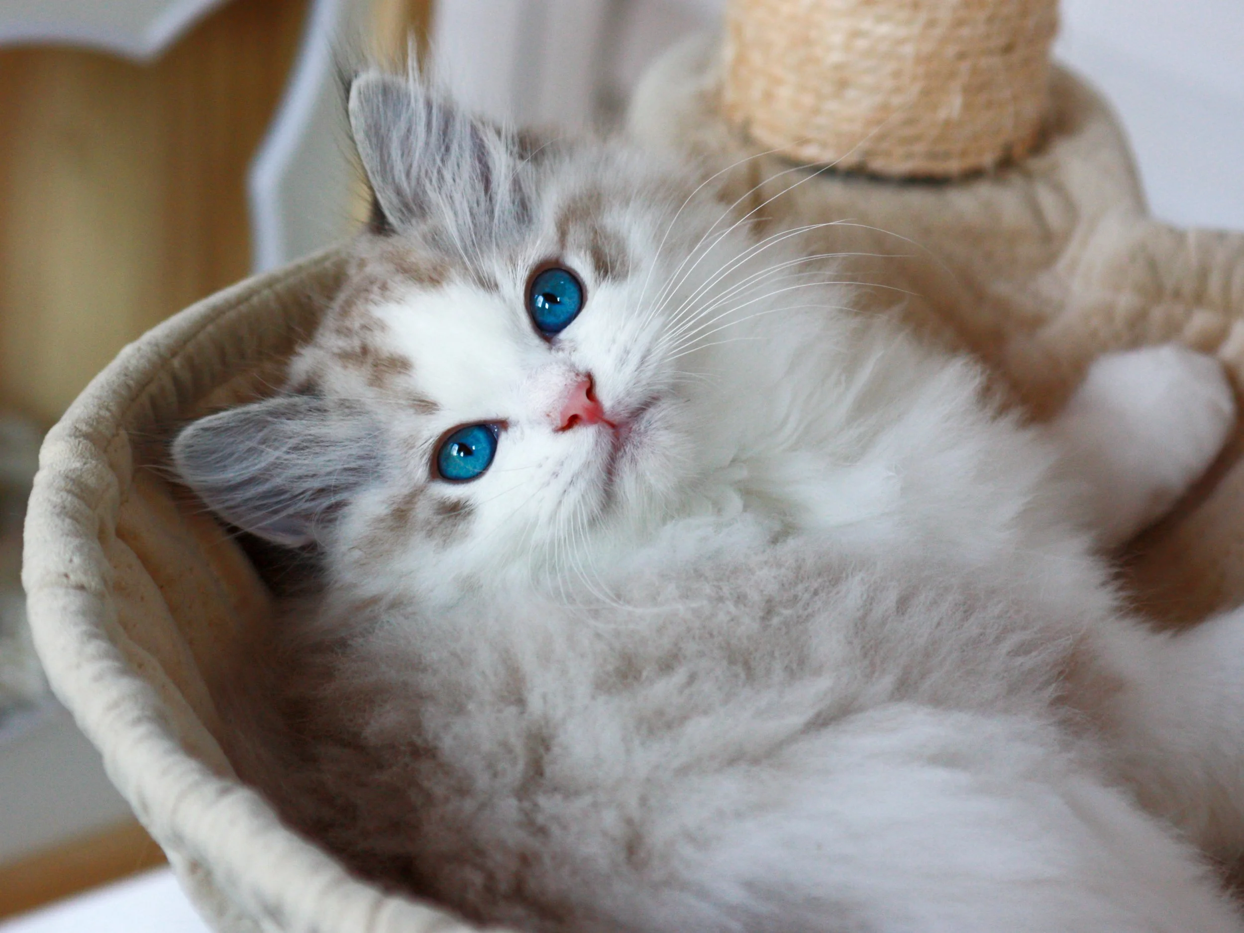 A fluffy cat lying in a woven basket, looking up with bright blue eyes and pink nose, with a beige scratching post in the background.