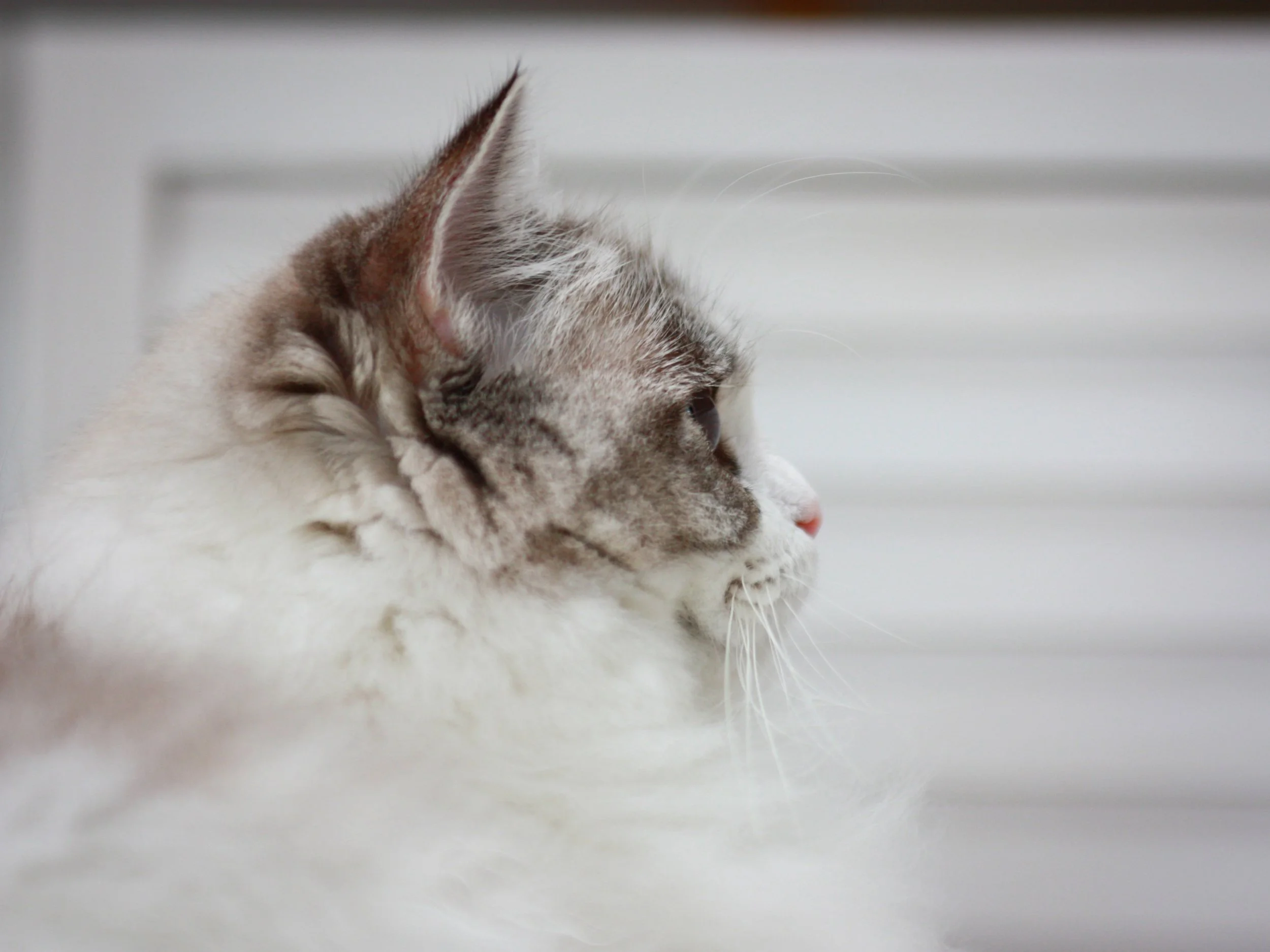 A close-up side profile of a fluffy, long-haired seal lynx point bicolor Ragdoll cat, looking to the right against a blurred background.