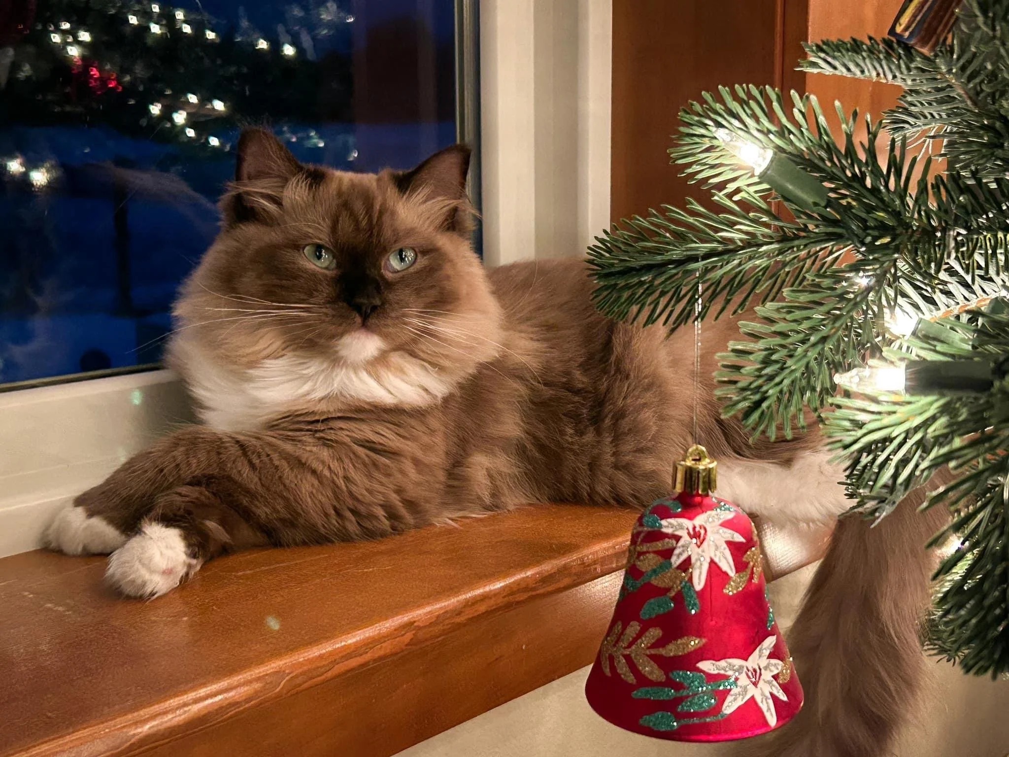A brown and white long-haired cat with piercing aqua eyes lying on a wooden window sill, next to a decorated Christmas tree with a shiny bell ornament and some Christmas lights visible.