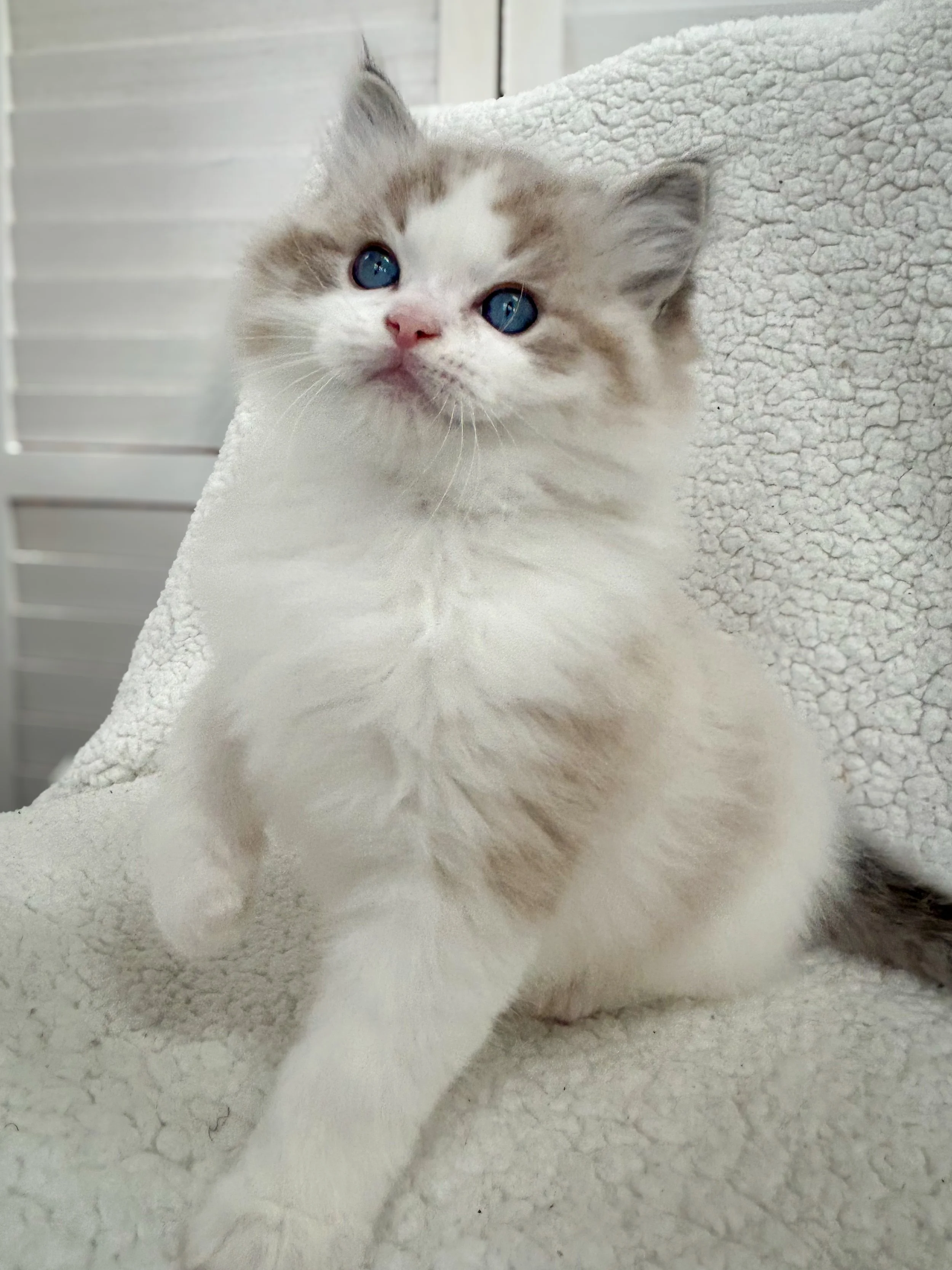 A fluffy white and gray kitten with blue eyes sitting on a soft, light-colored textured blanket.