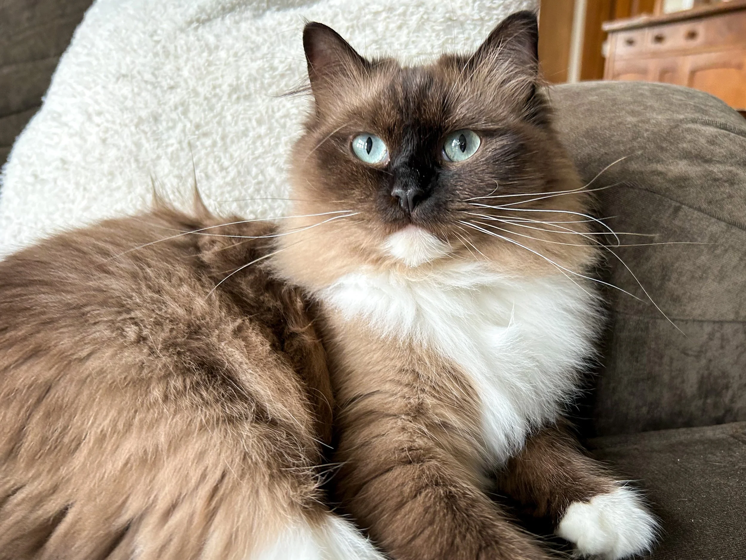 A Cherubim cat with aqua eyes, a white chest, and brown and black fur, resting on a sofa.