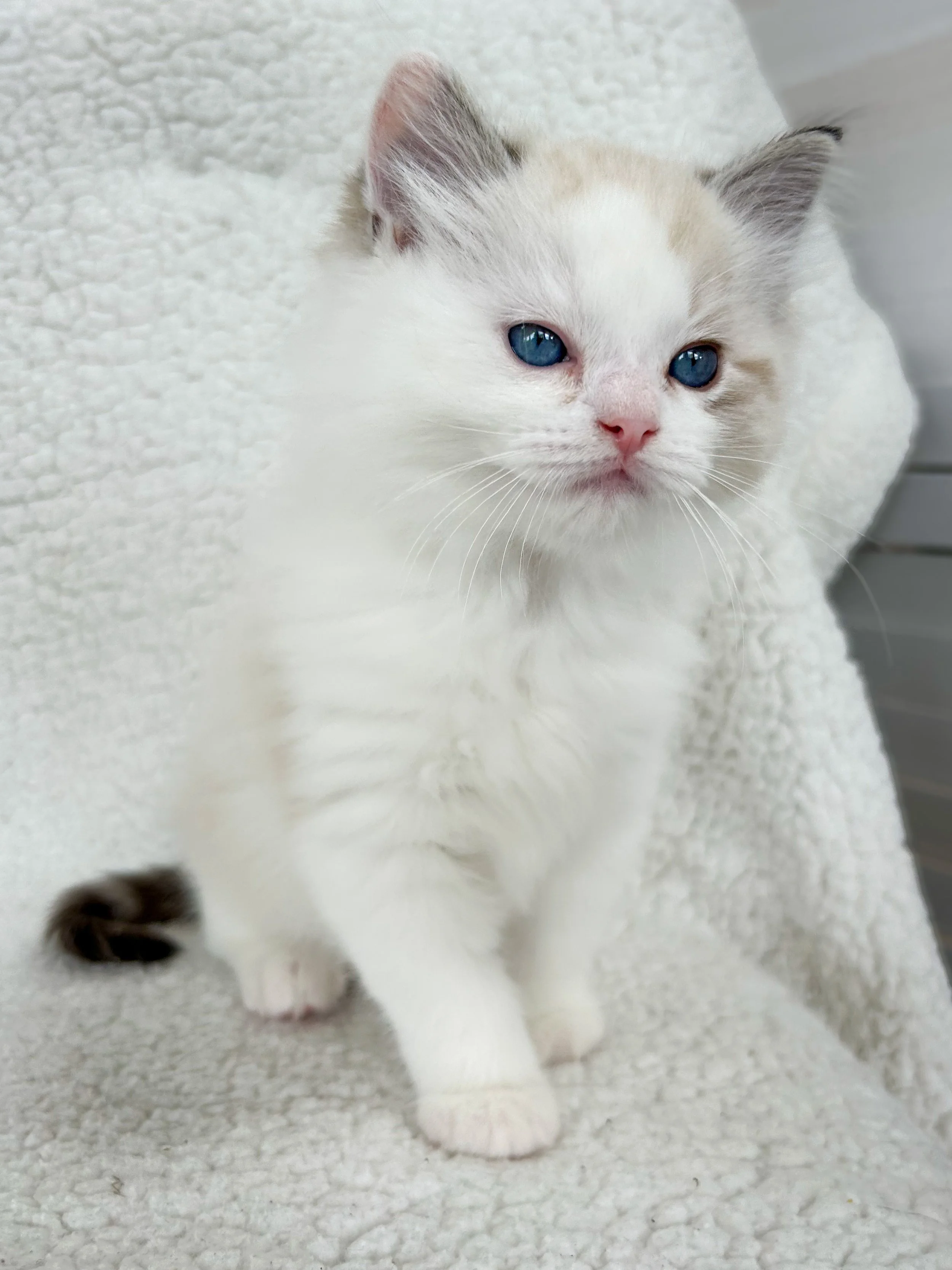 A seal lynx point bicolor Ragdoll kitten with blue eyes and light brown markings on its ears, sitting on a soft, white textured surface.