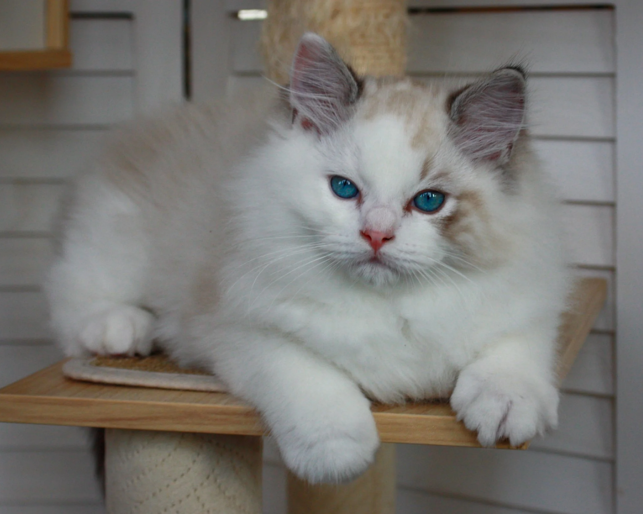 A fluffy seal lynx point bicolor Ragdoll kitten with striking blue eyes, lying on a wooden perch inside a cozy indoor space.