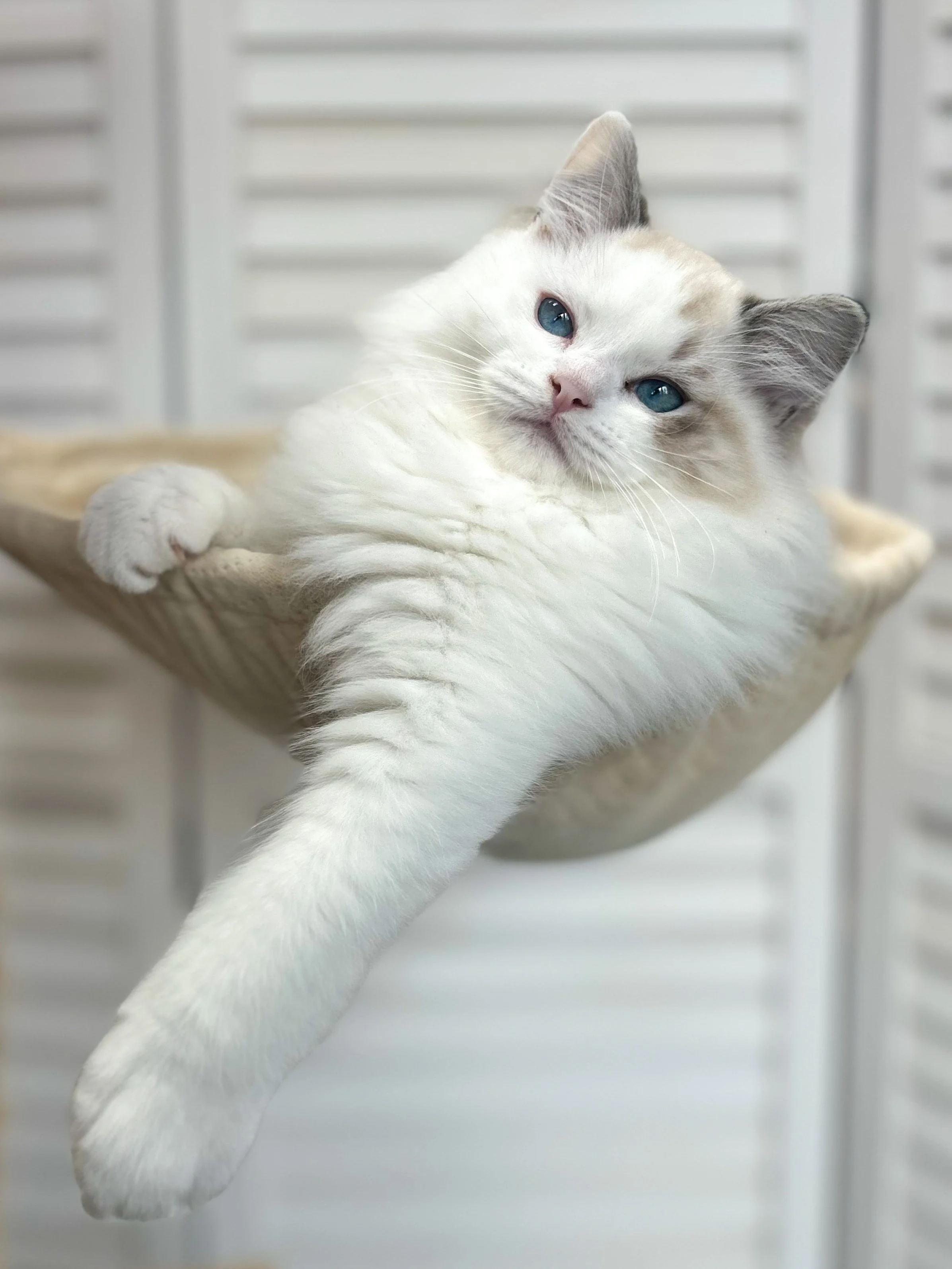 A Seal lynx bicolor Ragdoll kitten with blue eyes lounging in a hammock.