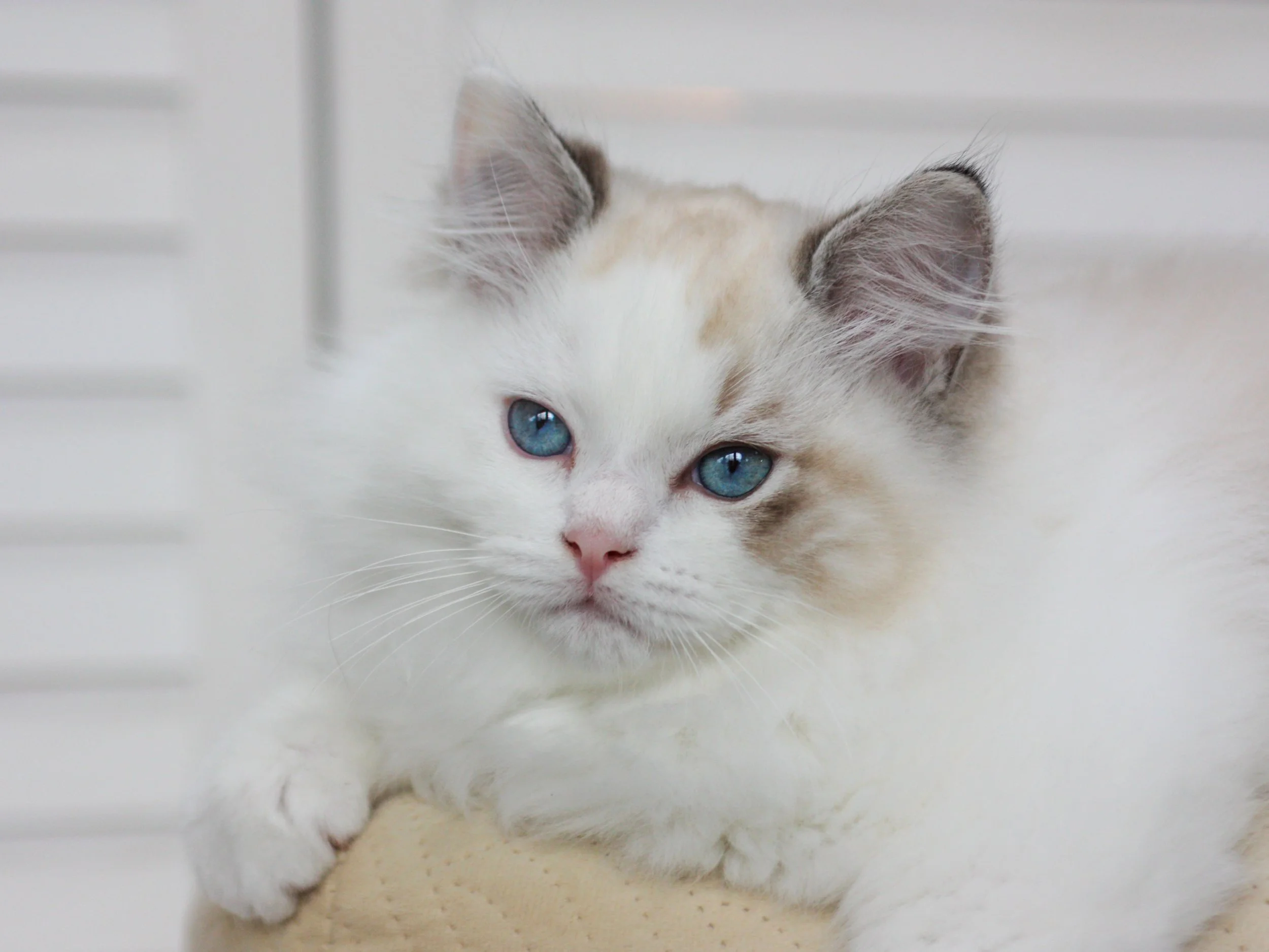 A fluffy seal lynx bicolor Ragdoll kitten with blue eyes resting on a beige surface, with a blurred white background.