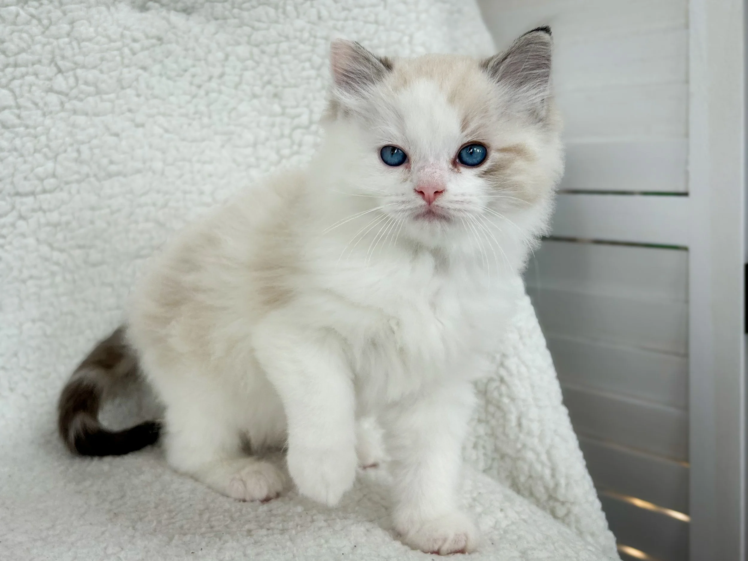 A cute kitten with blue eyes and cream-colored fur with darker markings on its tail and ears, sitting on a fluffy white surface with a white background.
