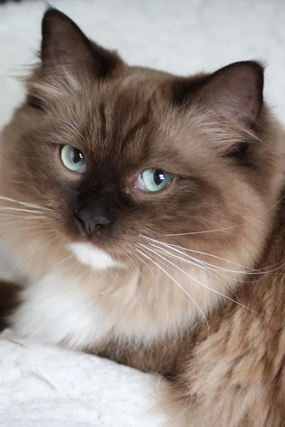 Close-up of a Seal mitted mink Cherubim cat with aqua eyes.
