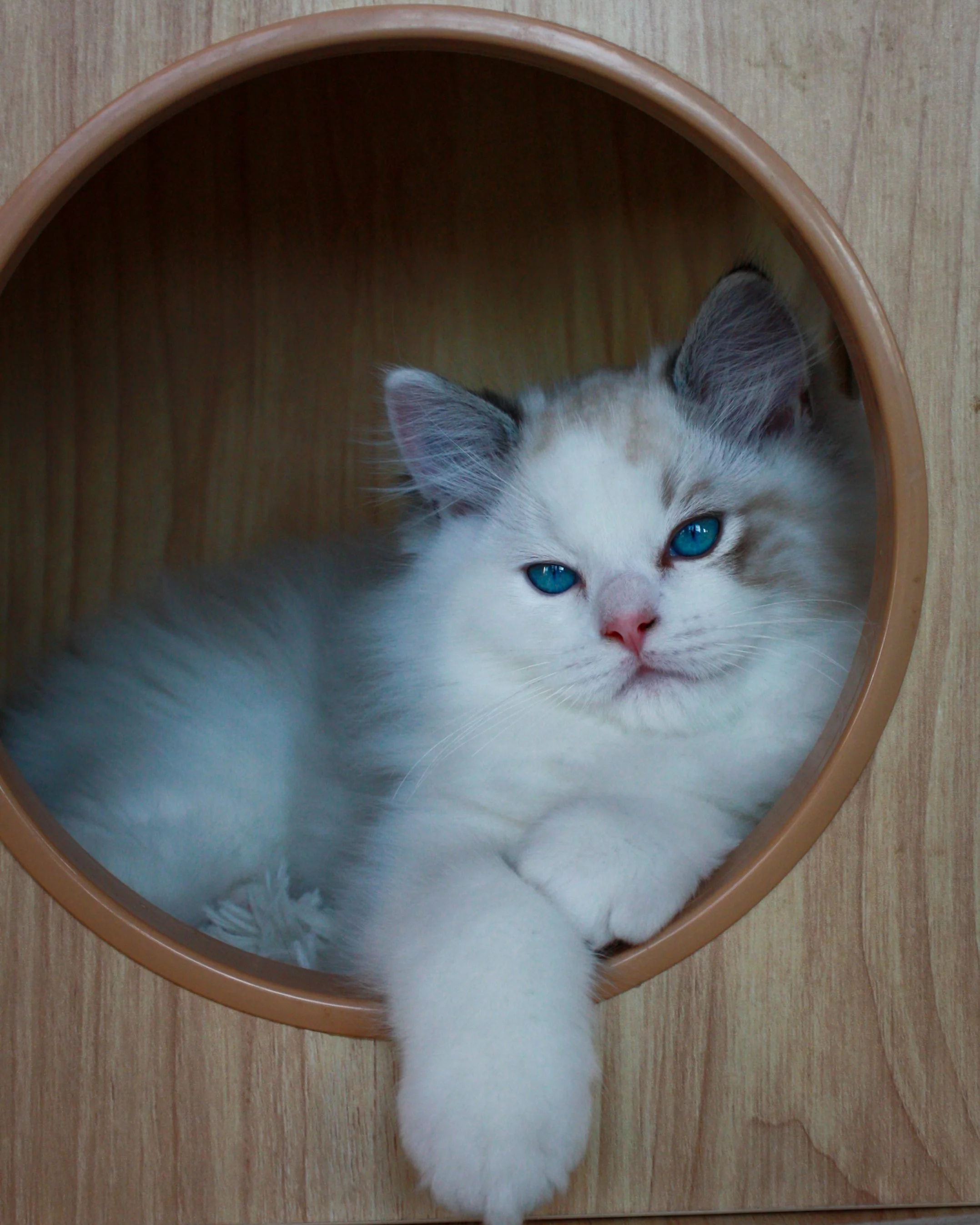 Seal lynx point bicolor Ragdoll kitten with blue eyes lying inside a wooden cat house, resting its paw on the entrance rim.