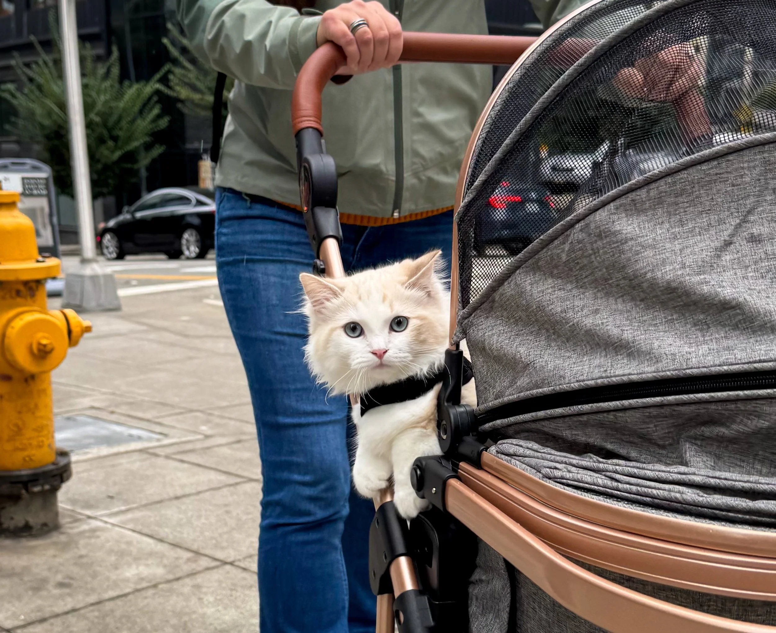 A chocolate bicolor Ragdoll kitten with blue eyes is peeking out from a pet stroller while someone pushes the stroller on a city sidewalk.