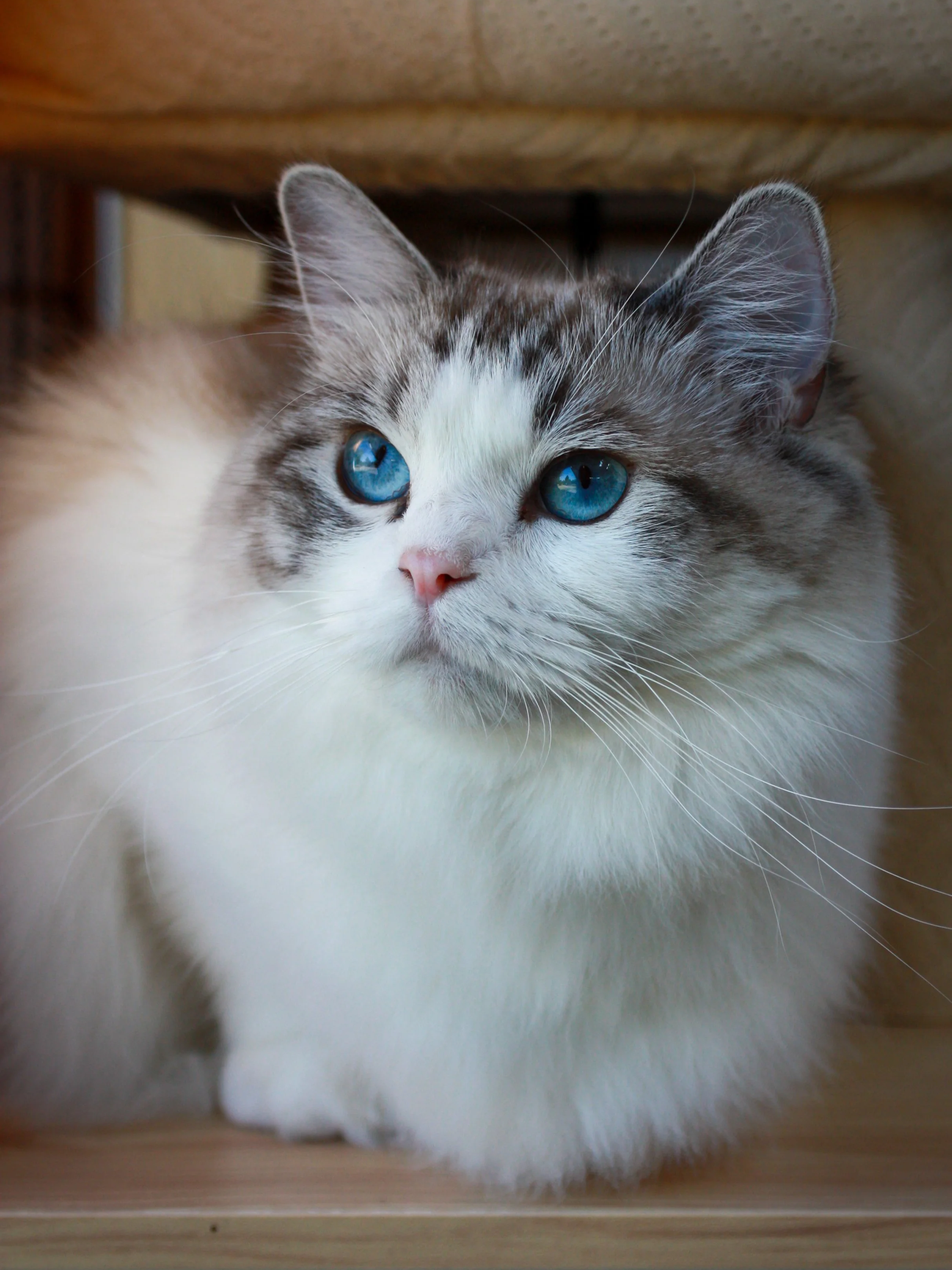 Close-up of a fluffy Ragdoll cat with blue eyes, lying under a piece of wooden furniture.