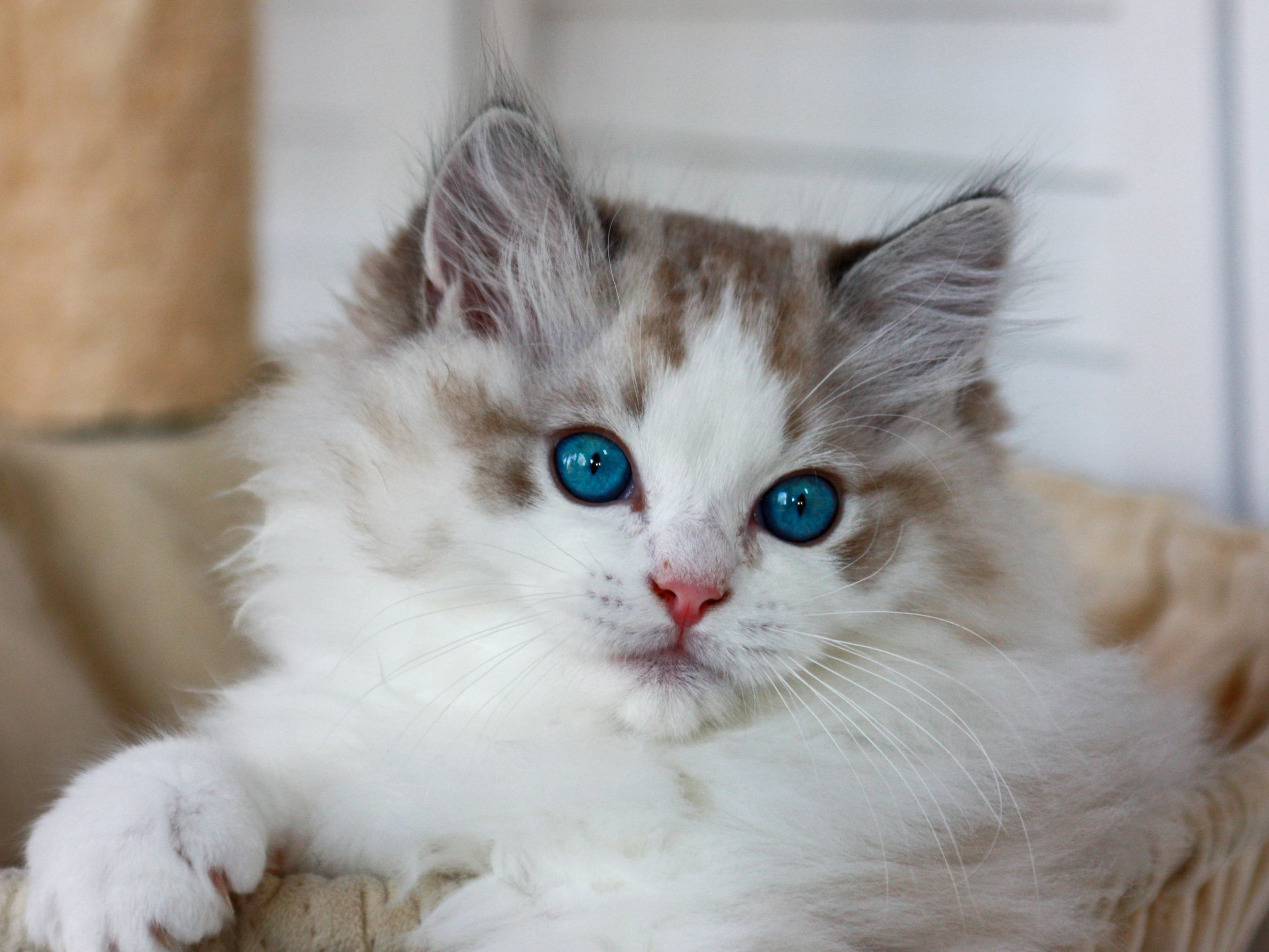 Close-up of a fluffy seal lynx point bicolor Ragdoll kitten with striking blue eyes lying on a soft surface.